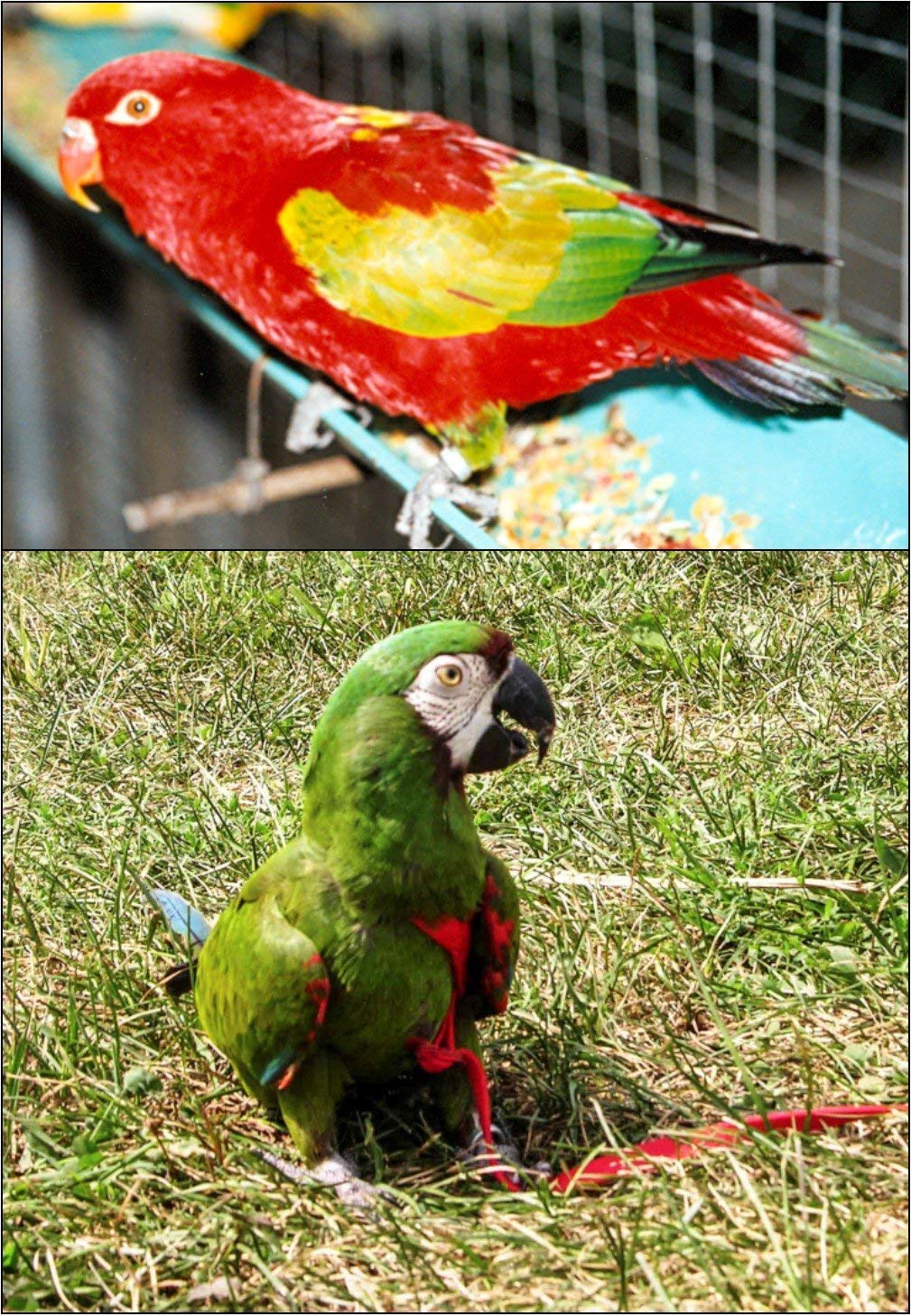 The AVIATOR Pet Bird Harness and Leash: Small Pink
