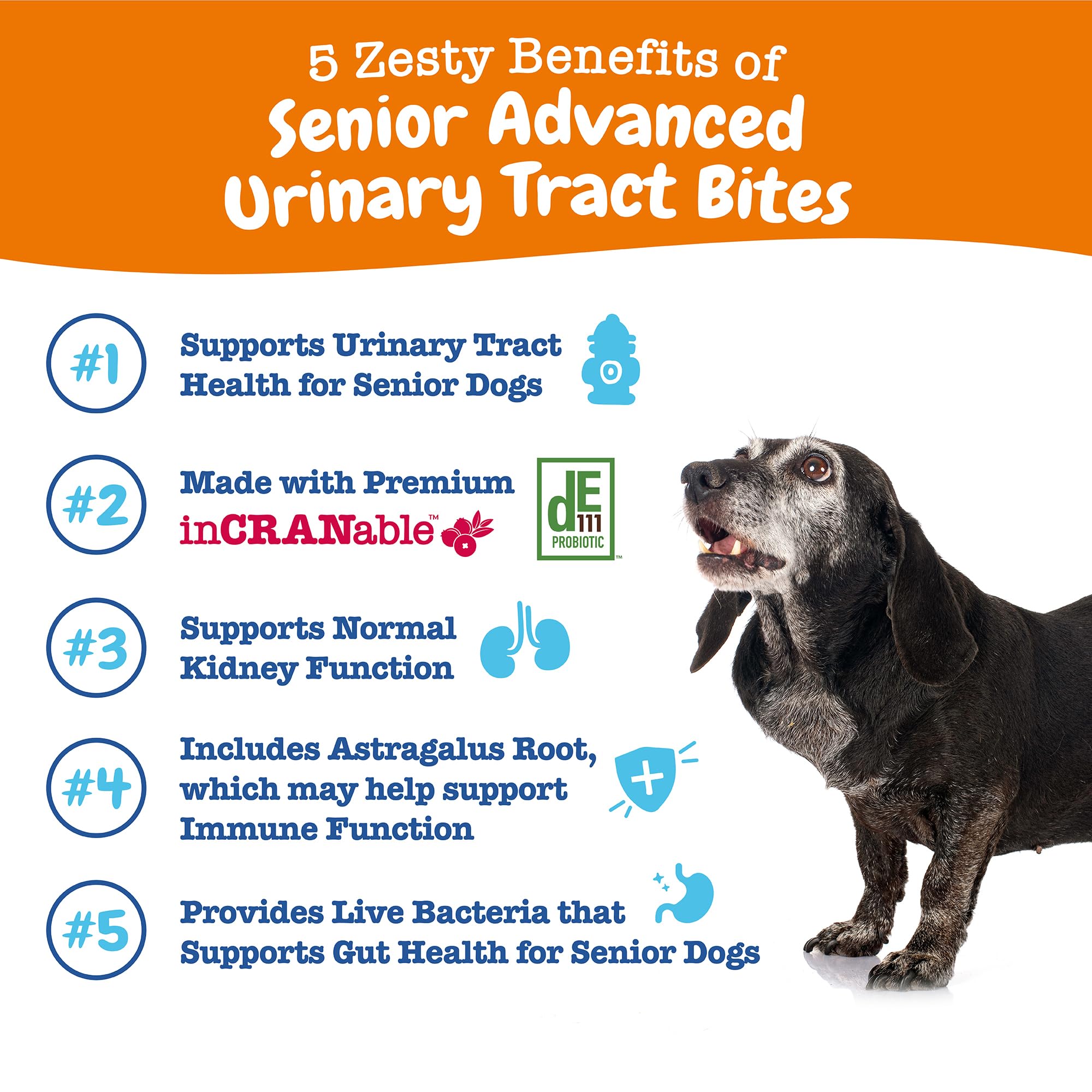 Zesty Paws Senior Cranberry Supplement for Dogs - Bladder Control for Senior Dogs - Urinary Tract Support - Cranberry Chews - Im
