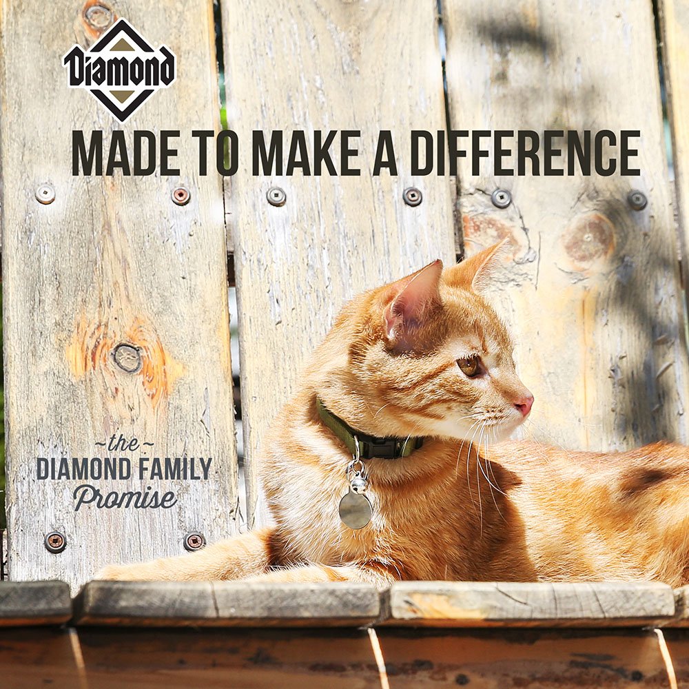 Diamond Adult Dry Cat Food Maintenance Formula with High Quality Protein, Probiotics and Antioxidants