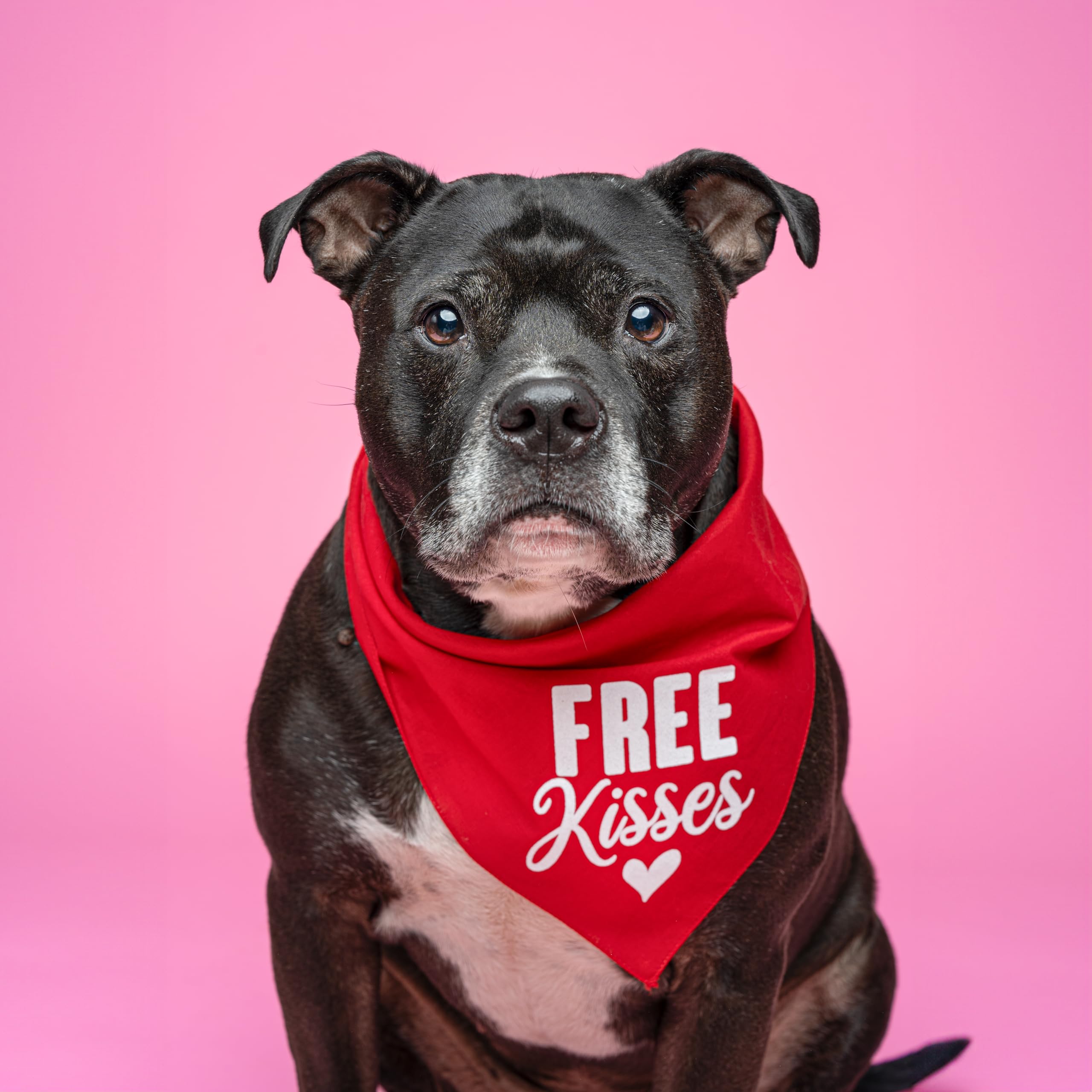 Free Kisses With Heart Valentine'S Day Dog Bandana (Hot Pink, Os 196)