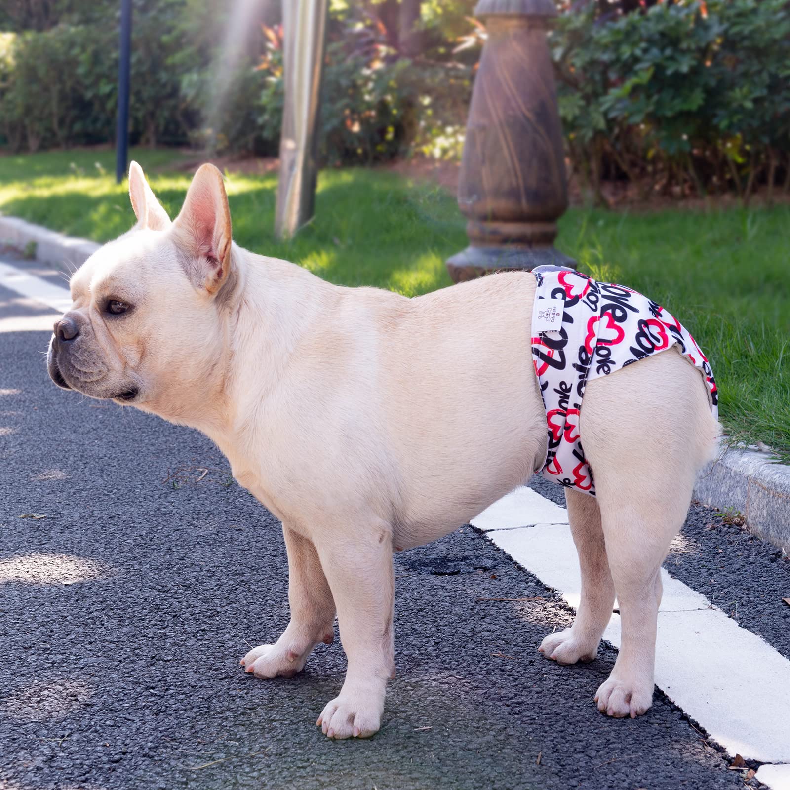 Cutebone Washable Female Dog Diapers No Tail Hole 3 Pack Puppy Training Pants For Docked-Tail Dogs Wwd03M