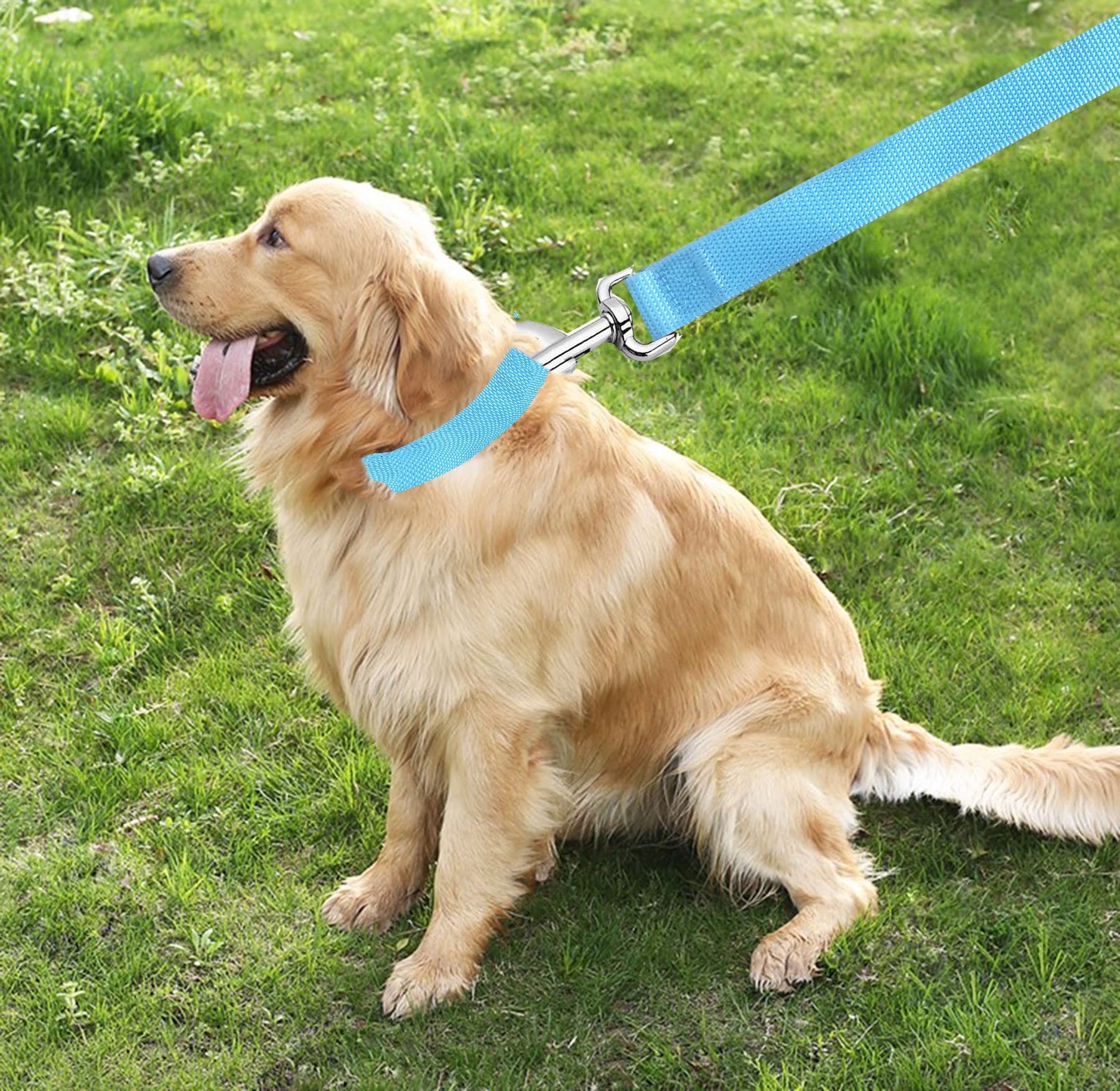 Taian 4Ft/5Ft/6Ft Strong Dog Leash, Nylon Dog Leashes For Small Medium Large Dogs (Blue, 1 In X 10 Ft)