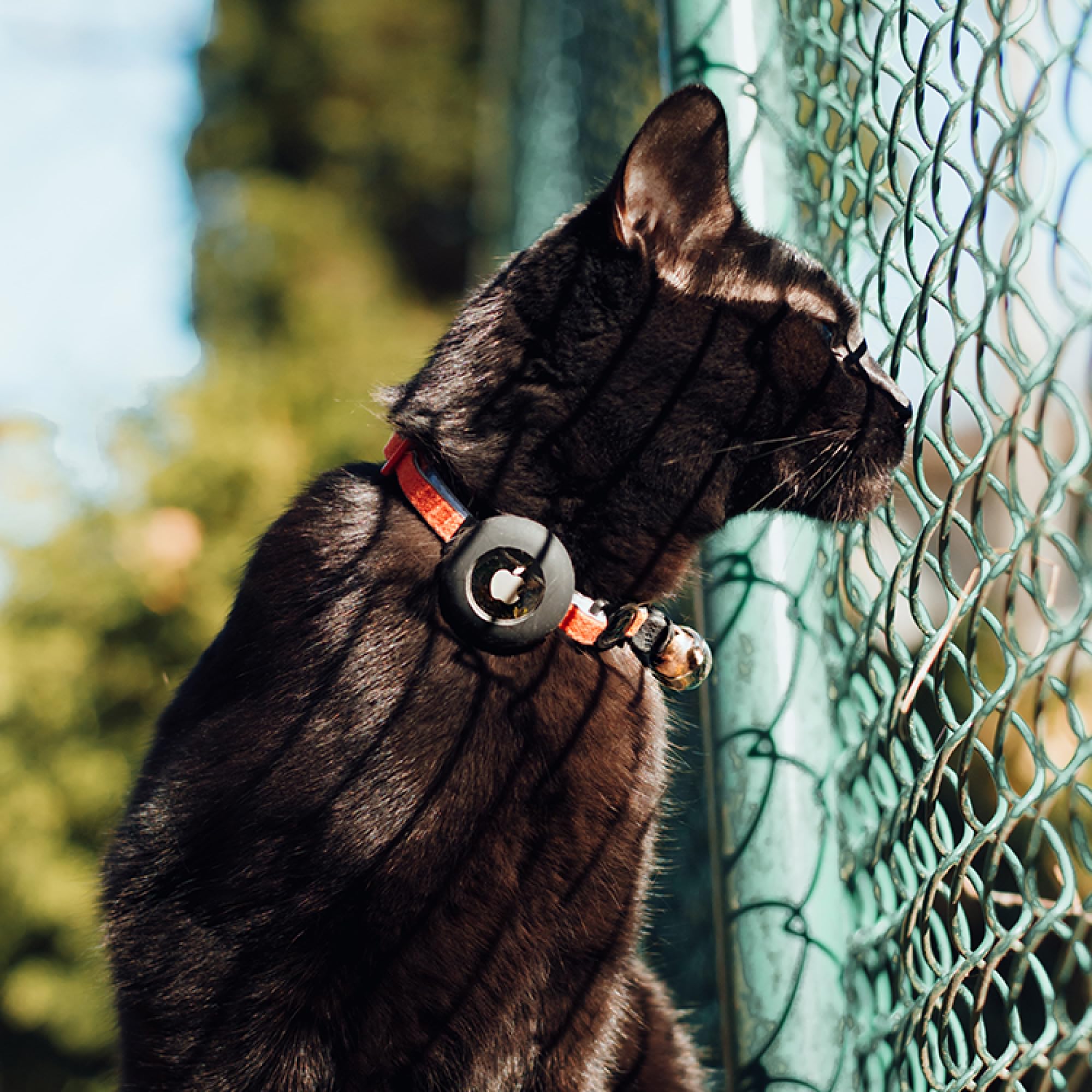 Beaus Bells - Recycled Cotton Cat Collar With Airtag Holder | Reflective, Anti-Fray, Water-Repellent, Breakaway Buckle (Graphite