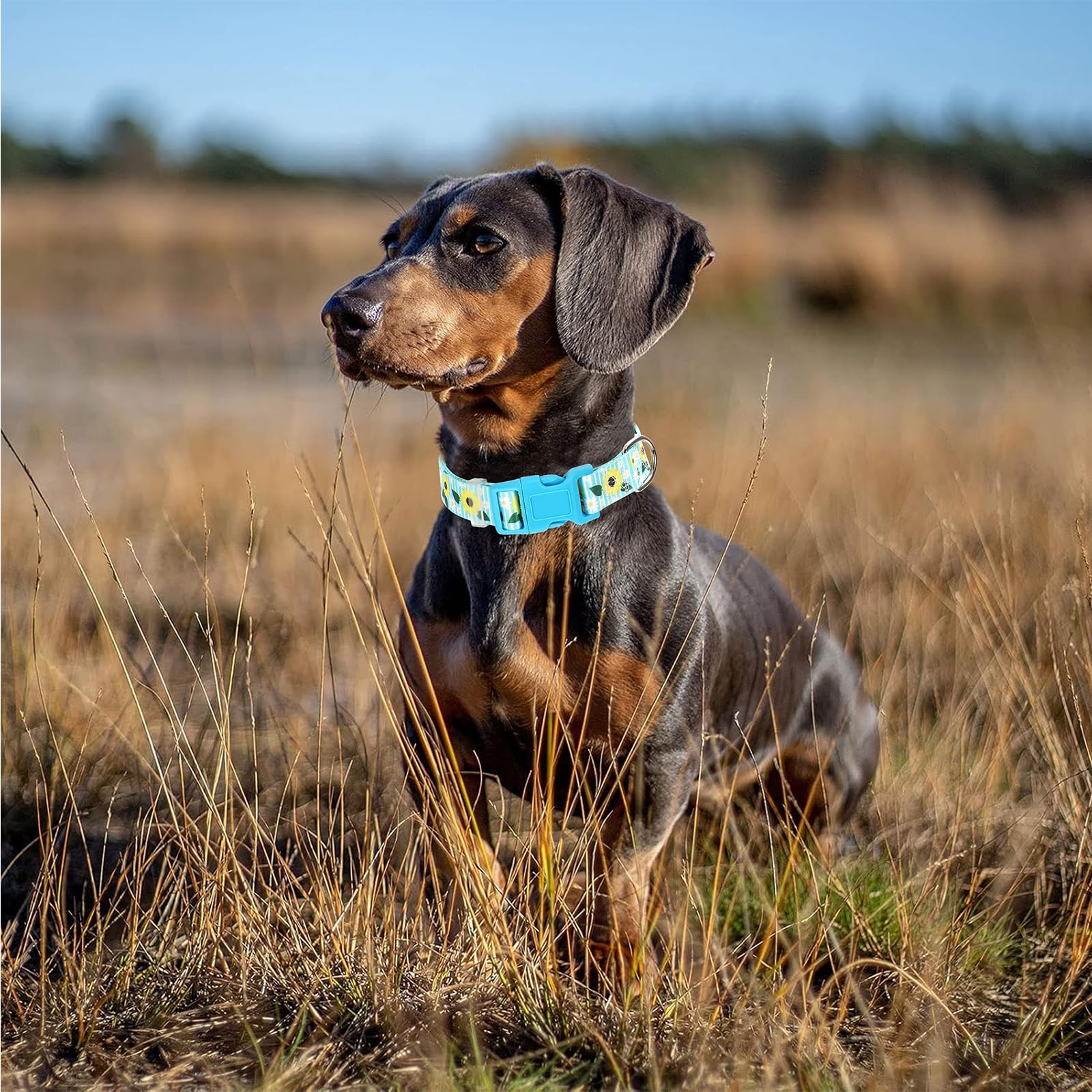 Bule Dog Collars For Medium Dogs,Cute Girl Dog Collar With Sunflower Patterns,Adjustable Comfy Soft Durable Pet Collar For Small