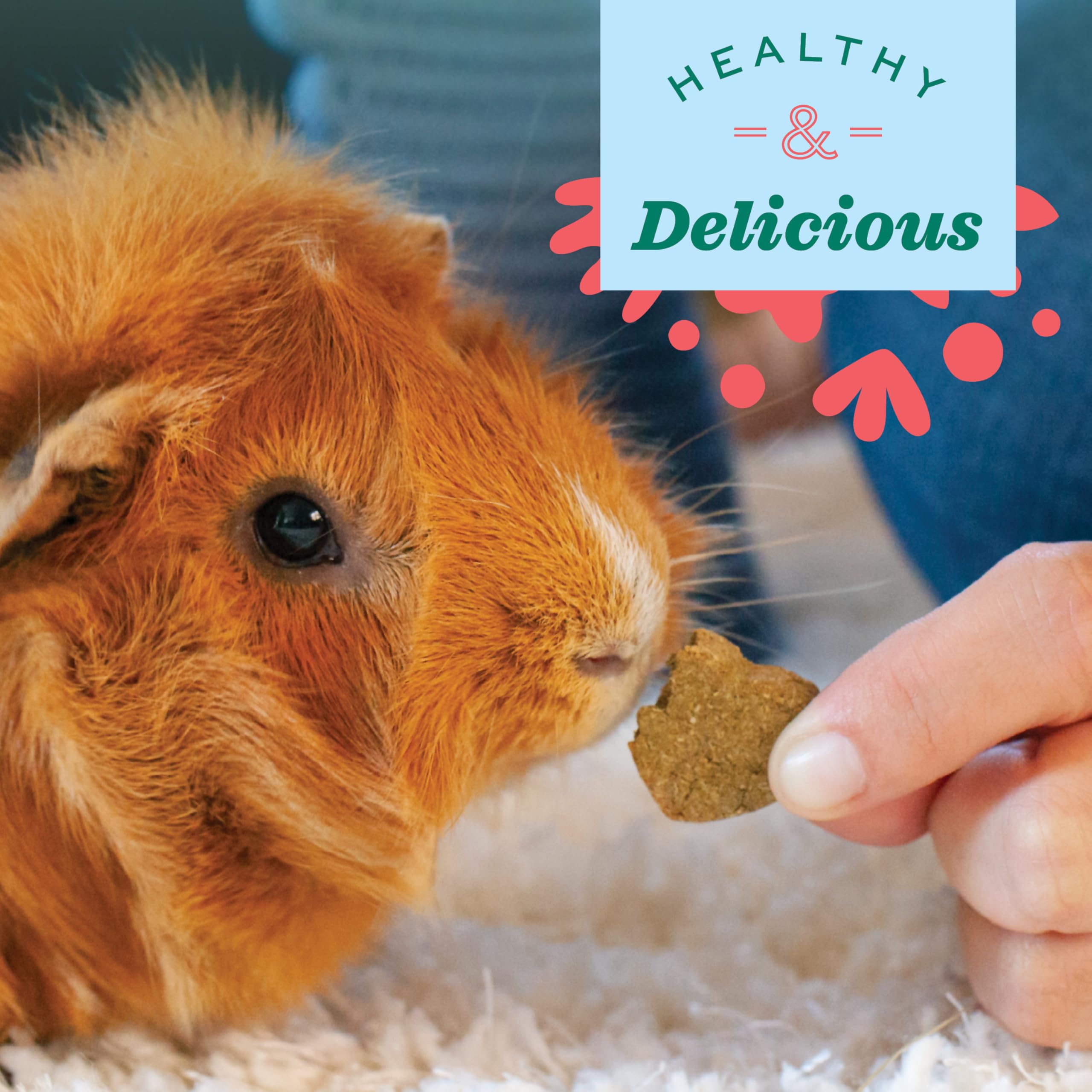Oxbow Organic Barley Biscuits, Rabbit & Guinea Pig Treats, Organic Hamster & Bunny Treats with Barley, Apple & Carrot, Made in U