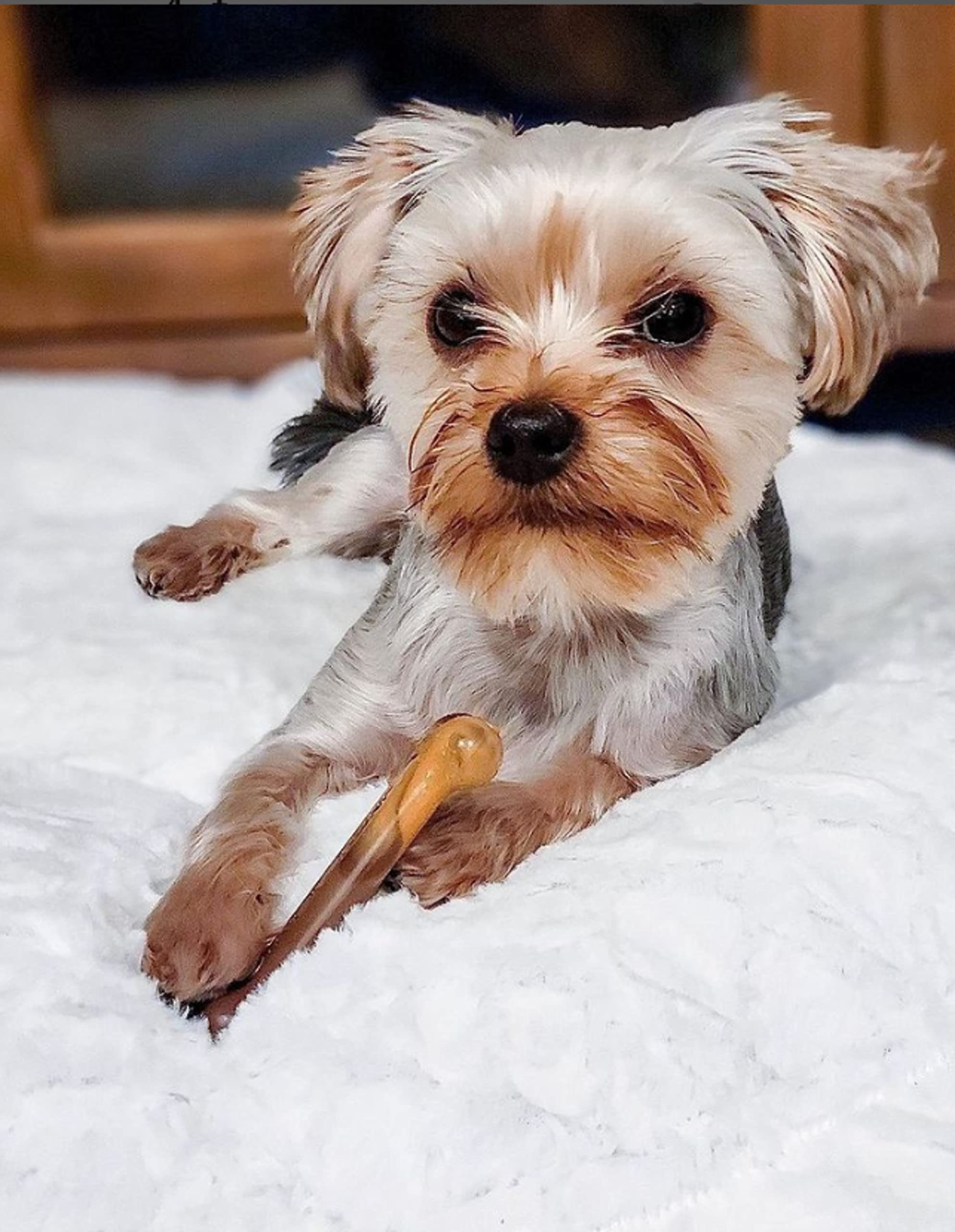 Nylabone Original Bone Power Chew Toy For Dogs, Durable Dog Toys For Aggressive Chewers, Flavor Frenzy Bacon Cheeseburger & Apple Pie Flavor, Small - Up To 25 Ibs, 2 Pack