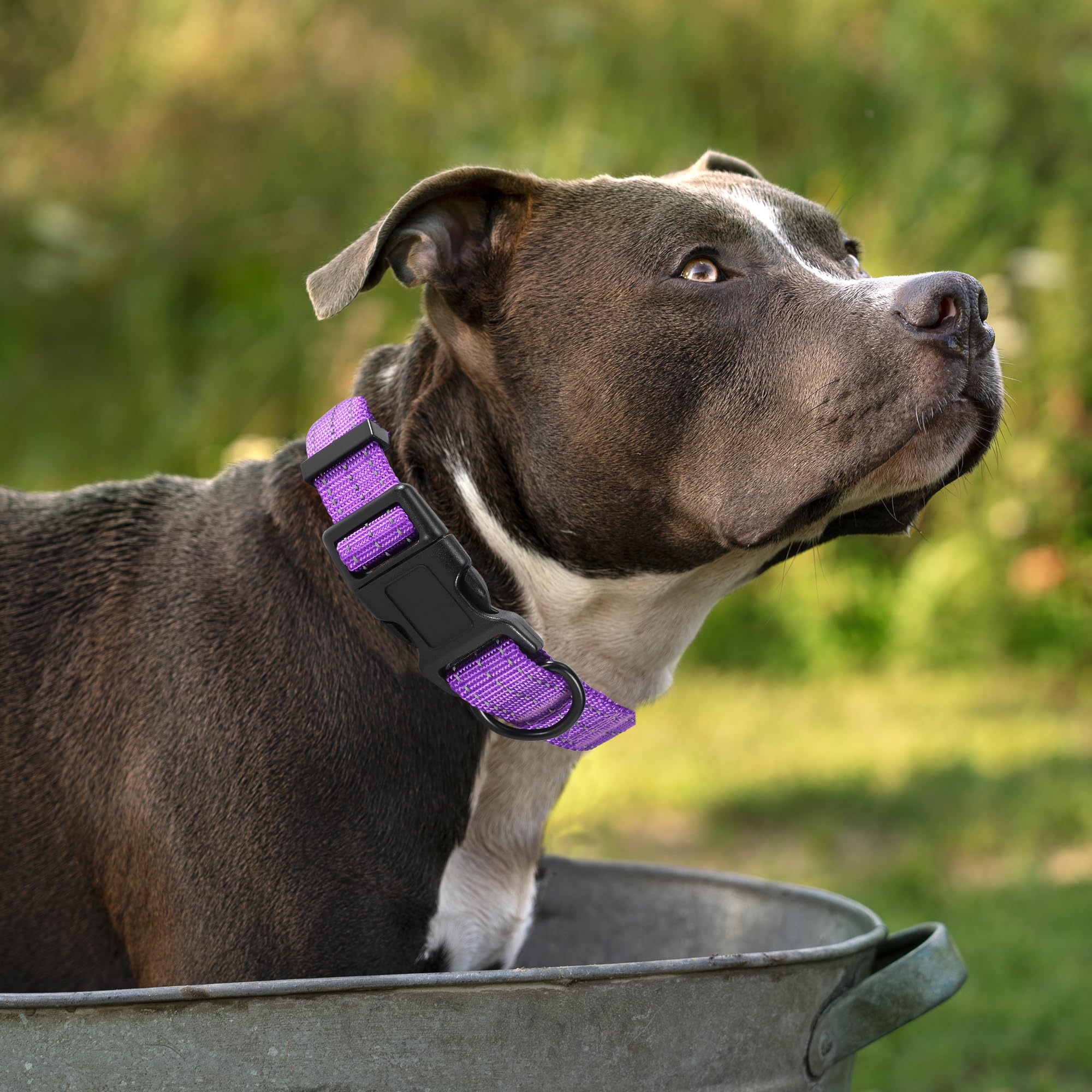 Mile High Life Dog Collar | Nylon Reflective Dog Collars | Light Weight Puppy Collars | Purple Dog Collars For Medium Dogs (Soli