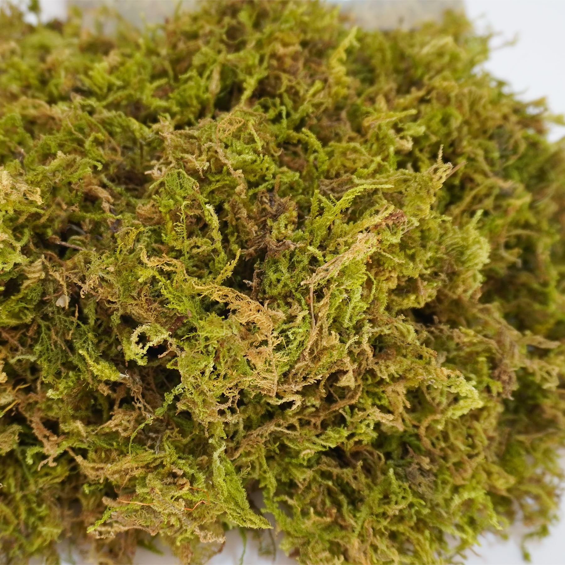 Begeterday 3.5Oz Pure Natural Reptile Moss For Humidity, Great For Snakes, Turtle And Other Reptiles, Good For Terrariums For Re