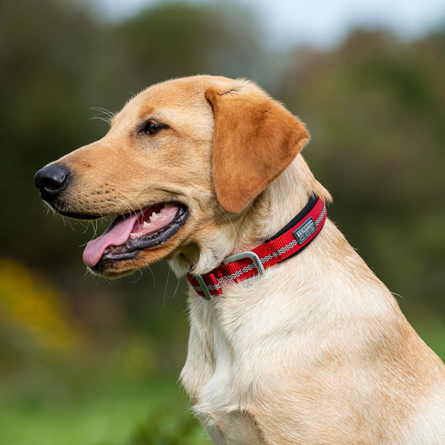 Terrain D.O.G. Reflective Neoprene Lined Dog Collar, 17' (15-18 In., 3/4 In. Width), Red