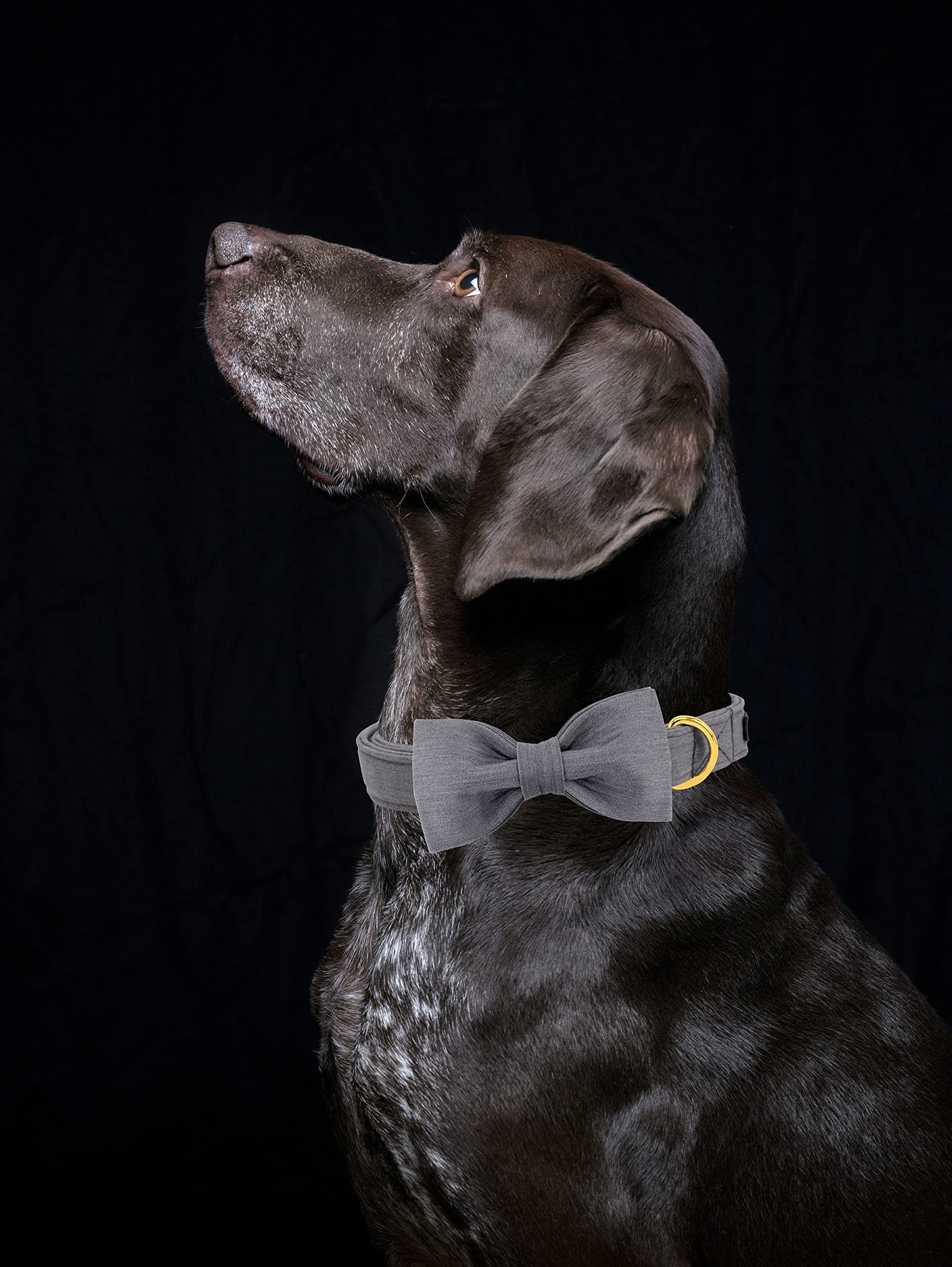 Maca Bates Dog Collar With Bow Bowtie For Dogs Solid Colors Sailor Bow Tie Adjustable Breakaway Grey Collars Accessories Birthda