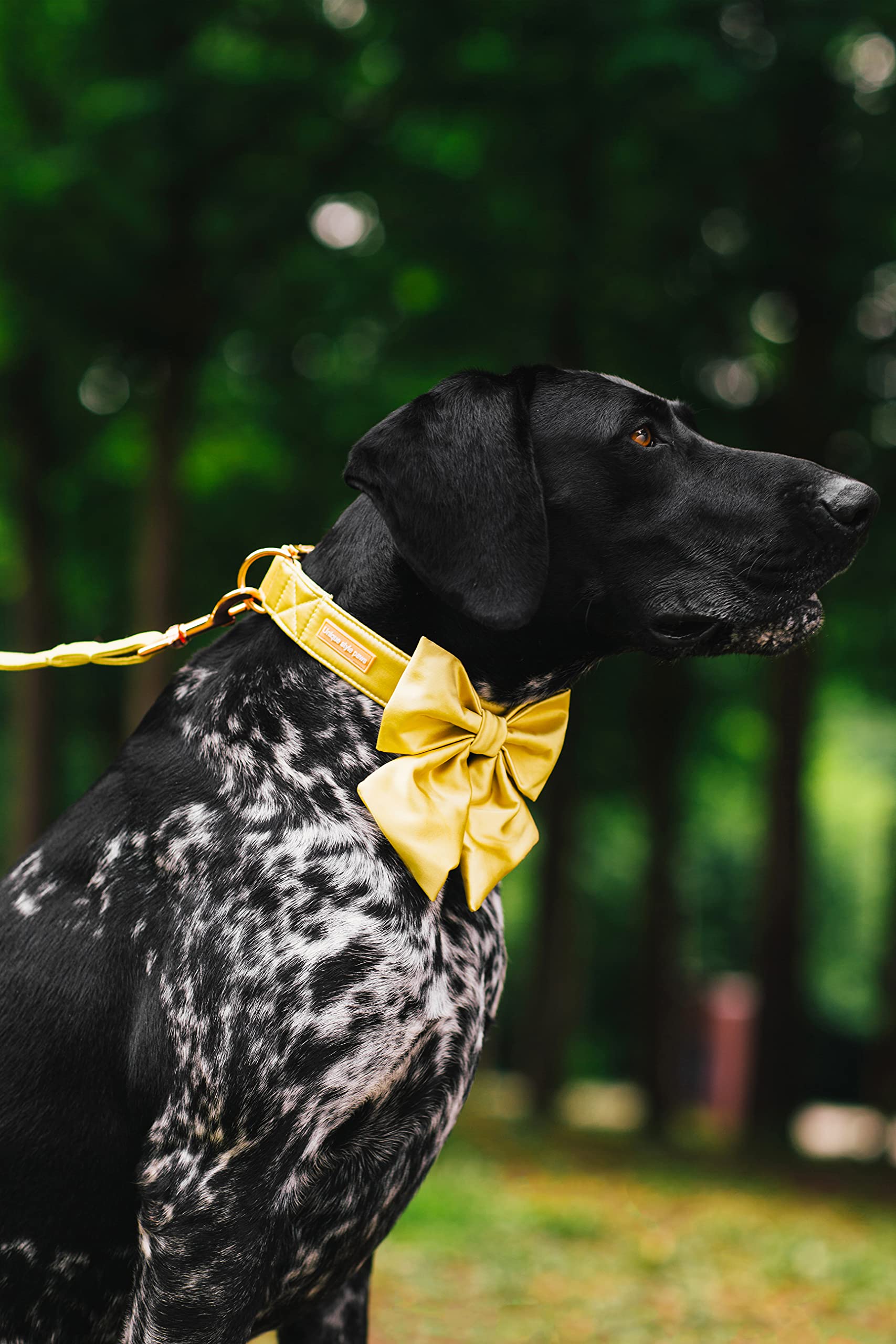 Unique Style Paws Silk Yellow Color Dog Collar Adjustable Durable Dog Collar With Bow Wedding Bow Tie Dog Collar For Small Puppy And Cats