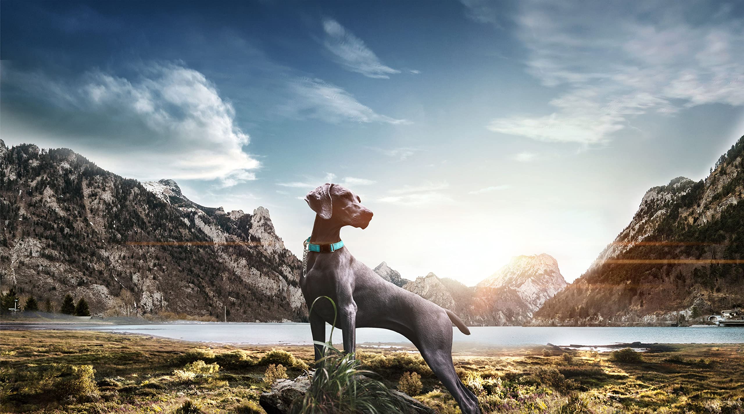 Pet Life Tutor-Sheild Martingale Safety and Training Chain Dog Collar, SM, Black