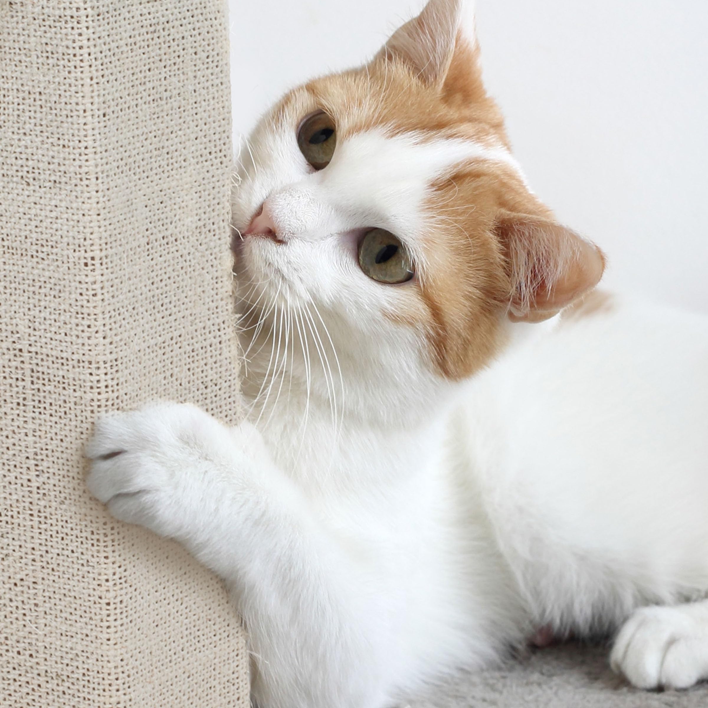 Cat Scratching Post with Carpeted Base - 27.75-Inch Sisal Burlap Fabric Scratcher - Furniture Scratching Deterrent for Indoor Ca