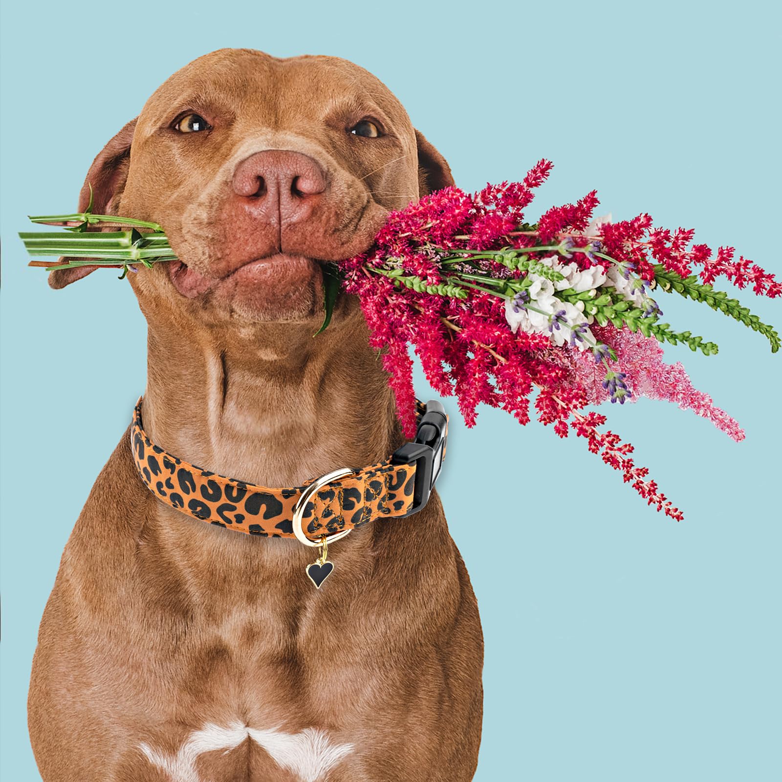 Faygarsle Brown Leopard Print Dog Collar For Small, Medium, Large Boys Girls Dogs S