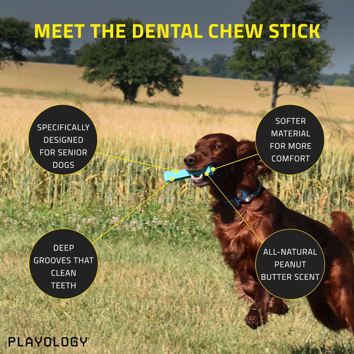 Playology Silver Dental Chew Stick Dog Toy, Medium - Designed for Senior Dogs (15-35lbs) - Engaging All-Natural Peanut Butter Sc