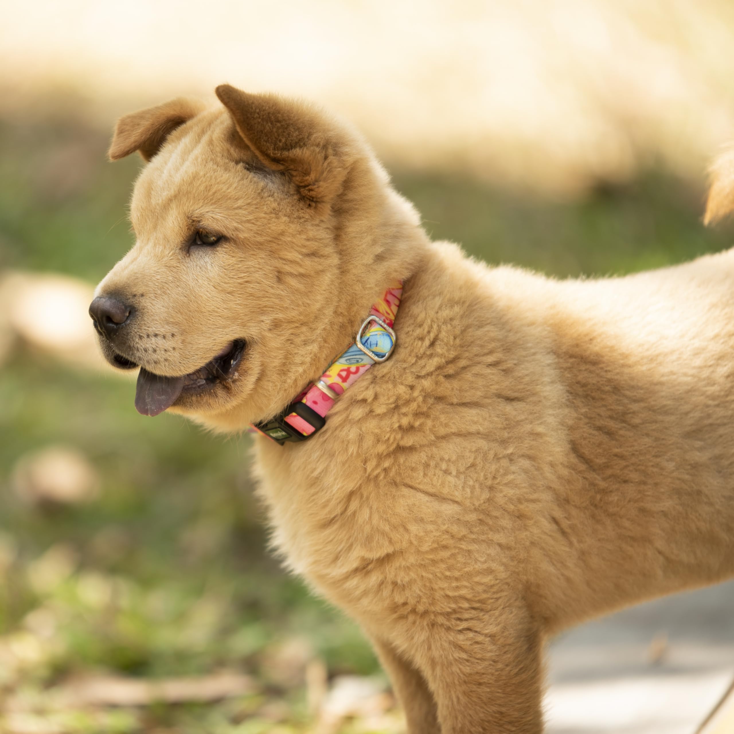 Hyhug Design Pattern Martingale Dog Collar For Medium Dogs Escape - Proof| No Pull Durable For Outdoor Use, Ideal For Training &