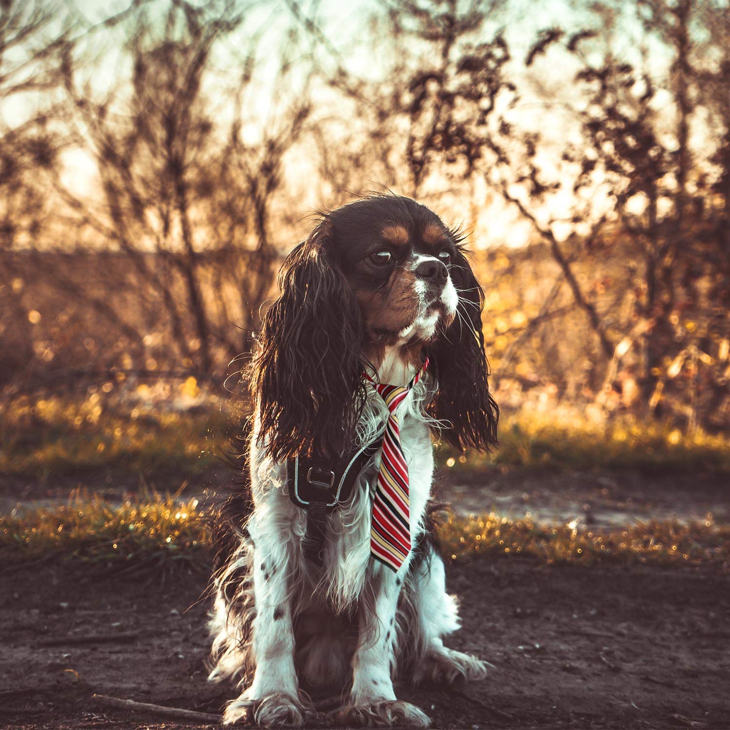 Dog Neckties, Segarty 10 Pack Pet Neck Ties For Medium Large Dogs, Adjustable Bow Ties Collar Bulk Bowties Grooming Accessories For Girl Boy Dog Valentines Holiday Festival Birthday Wedding Costumes