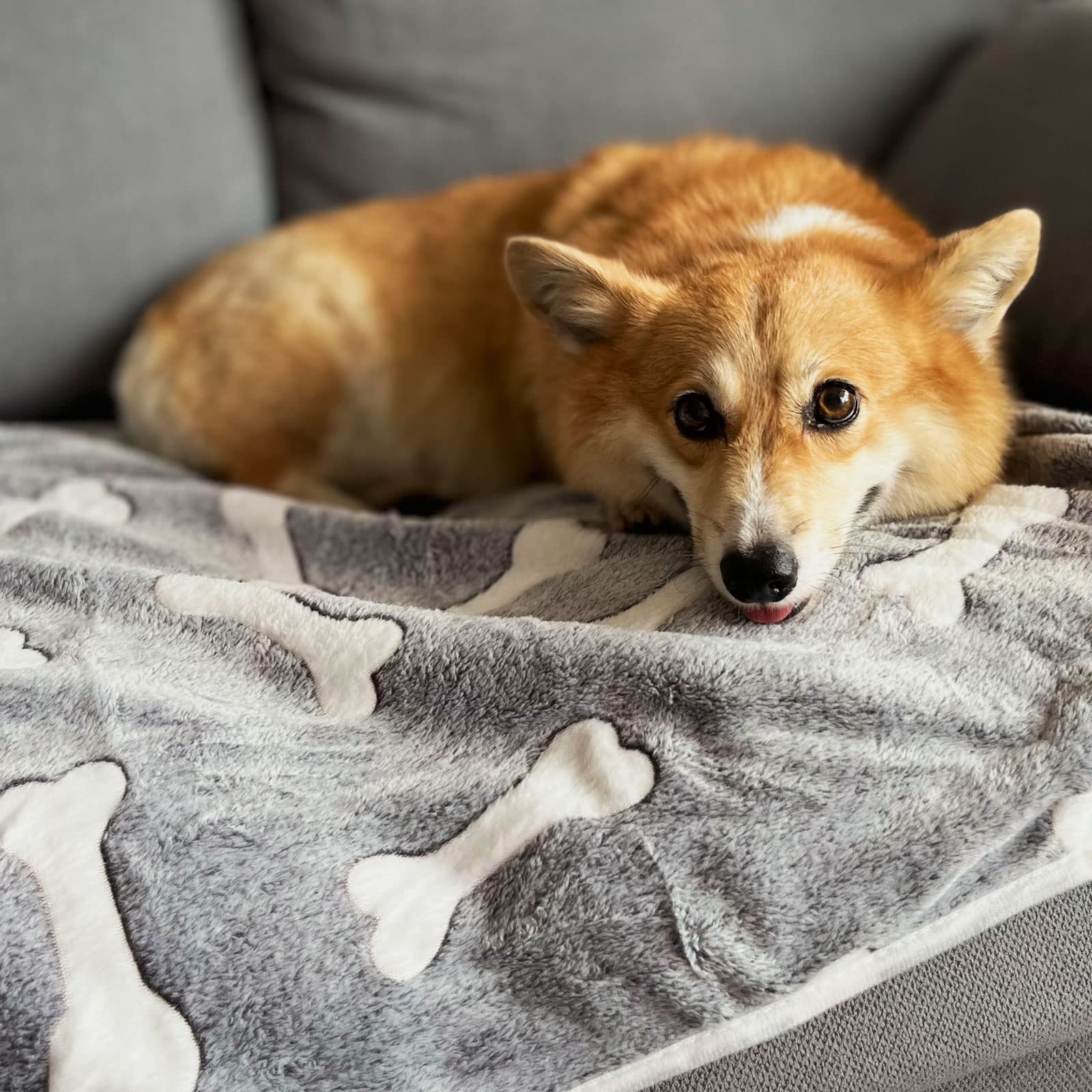 1 Pack 3 Puppy Blankets Super Soft Warm Sleep Mat Grey Cute Print Blanket Fluffy Fleece Pet Blanket Flannel Throw Dog Blankets For Small Dogs Puppy Dogs Fluffy Cats,Bone-Small(23'X15')