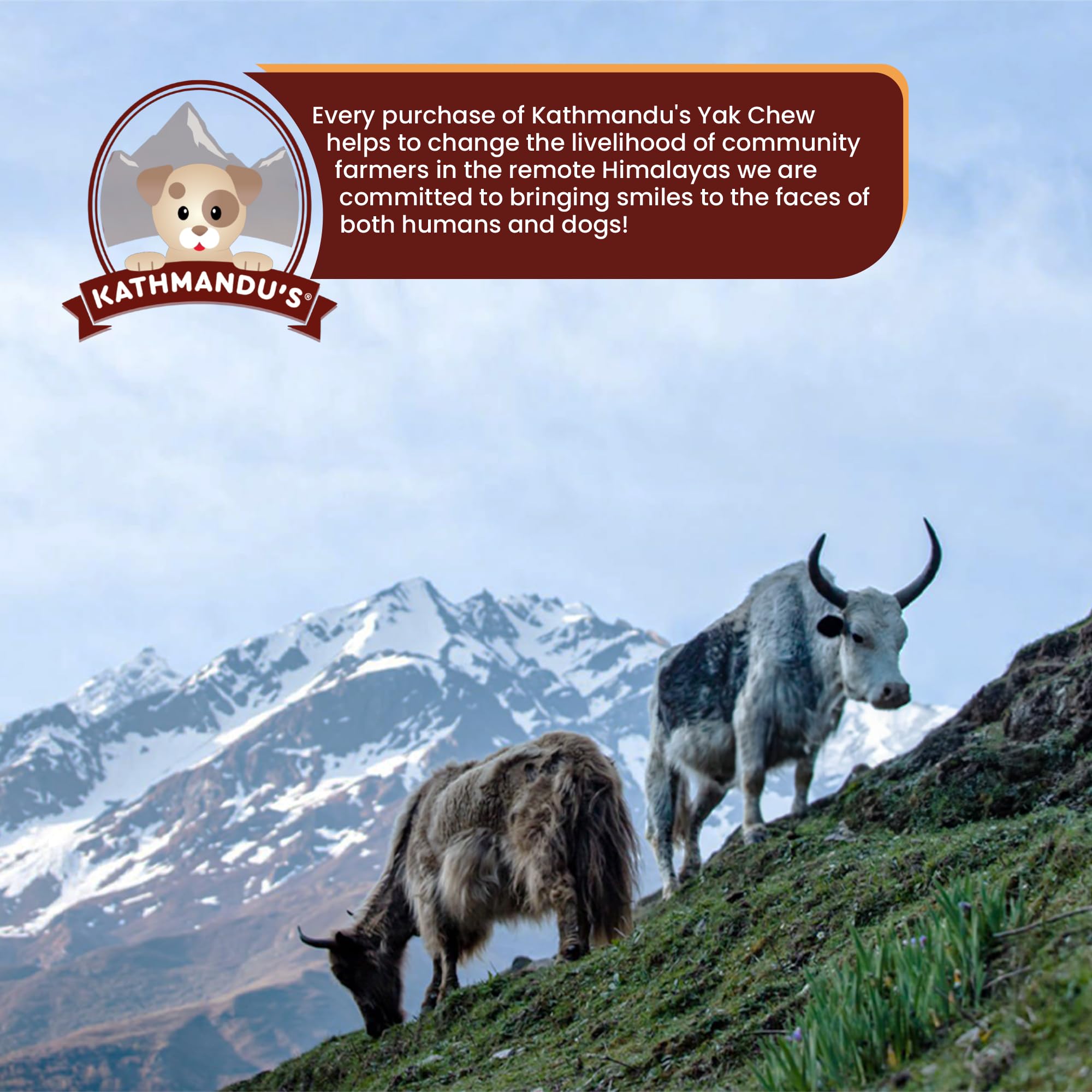 Authentic Himalayan Yak Cheese for Dogs - Small (Pack of 10) - Sourced from Pristine Himalayan Foothill, Rawhide-Free, NO preser