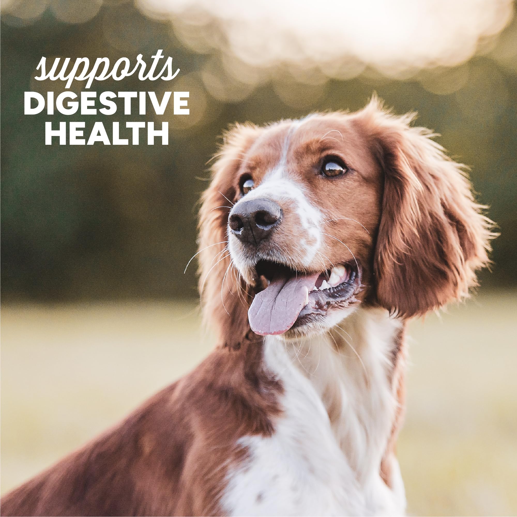 Cloud Star Dynamo Dog Tummy Treats - Soft & Chewy Probiotics Support for Dogs (14 oz. Pumpkin and Ginger) (20212)