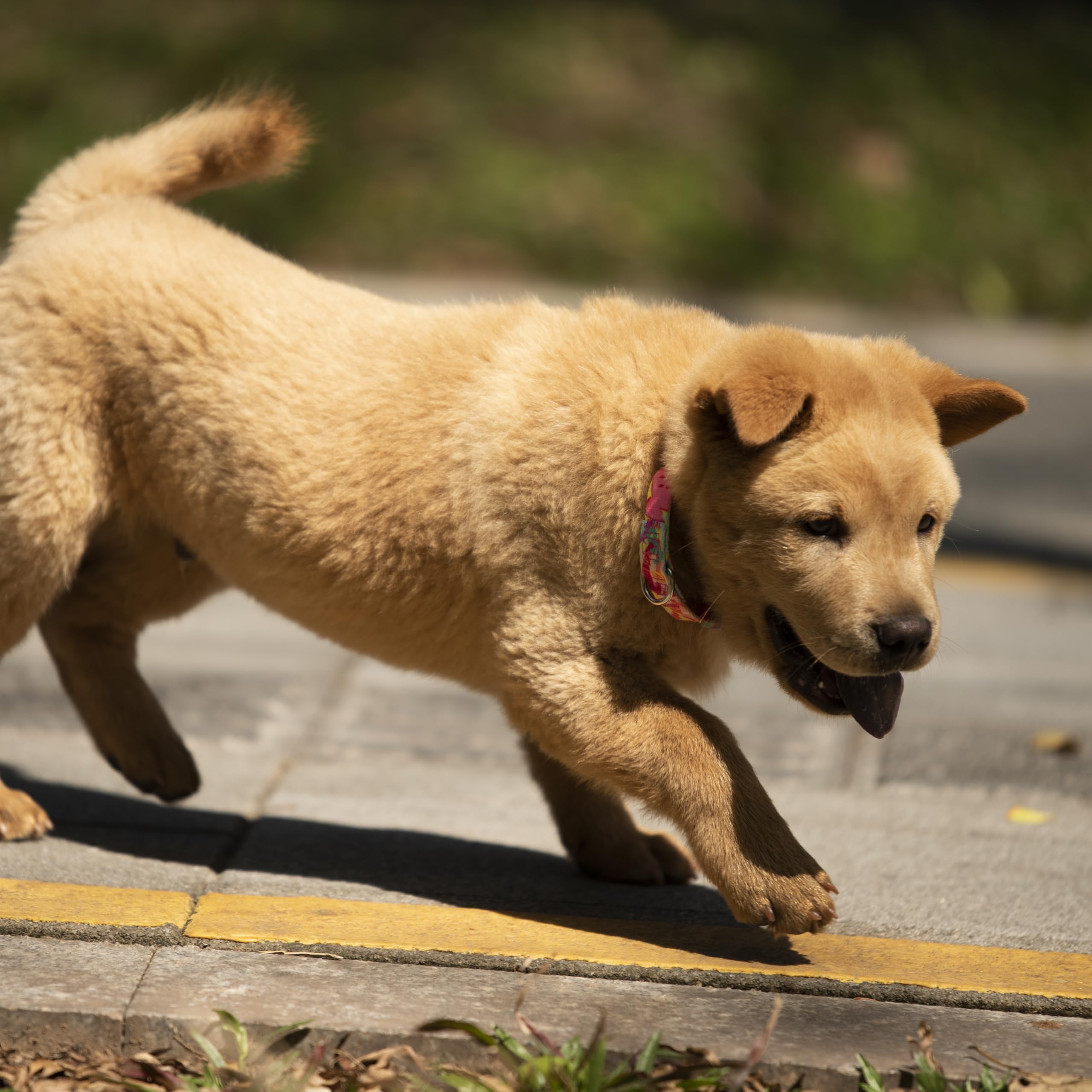 Hyhug Design Pattern Martingale Dog Collar For Medium Dogs Escape - Proof| No Pull Durable For Outdoor Use, Ideal For Training &