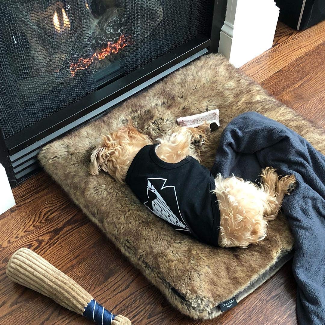 Parisian Pet Tuxedo Dog T-Shirt, Small