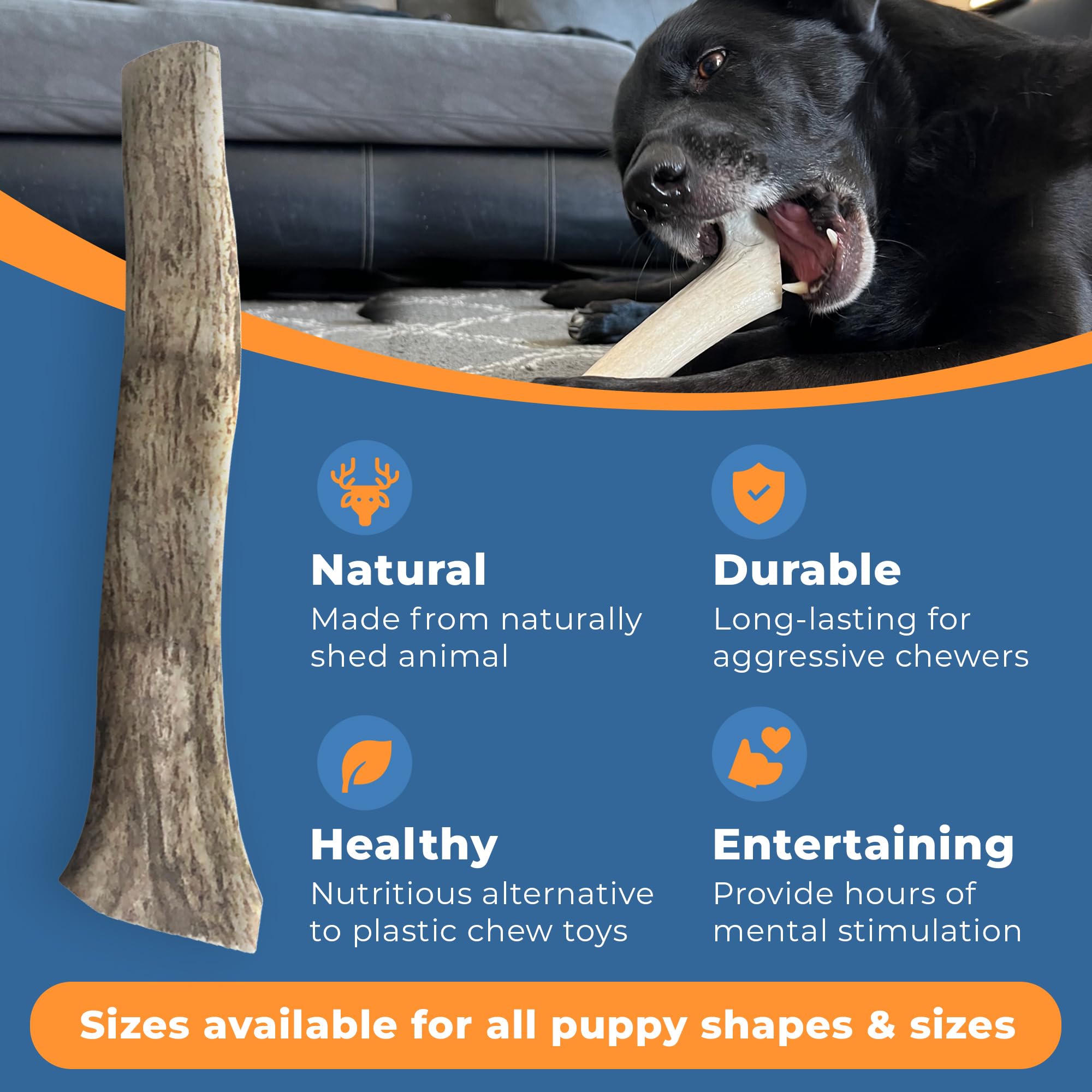 K9warehouse Natural Elk Antlers for Dogs - Premium Grade Dog Antler Chews - Long-Lasting Whole Deer Antles Ideal for Aggressive