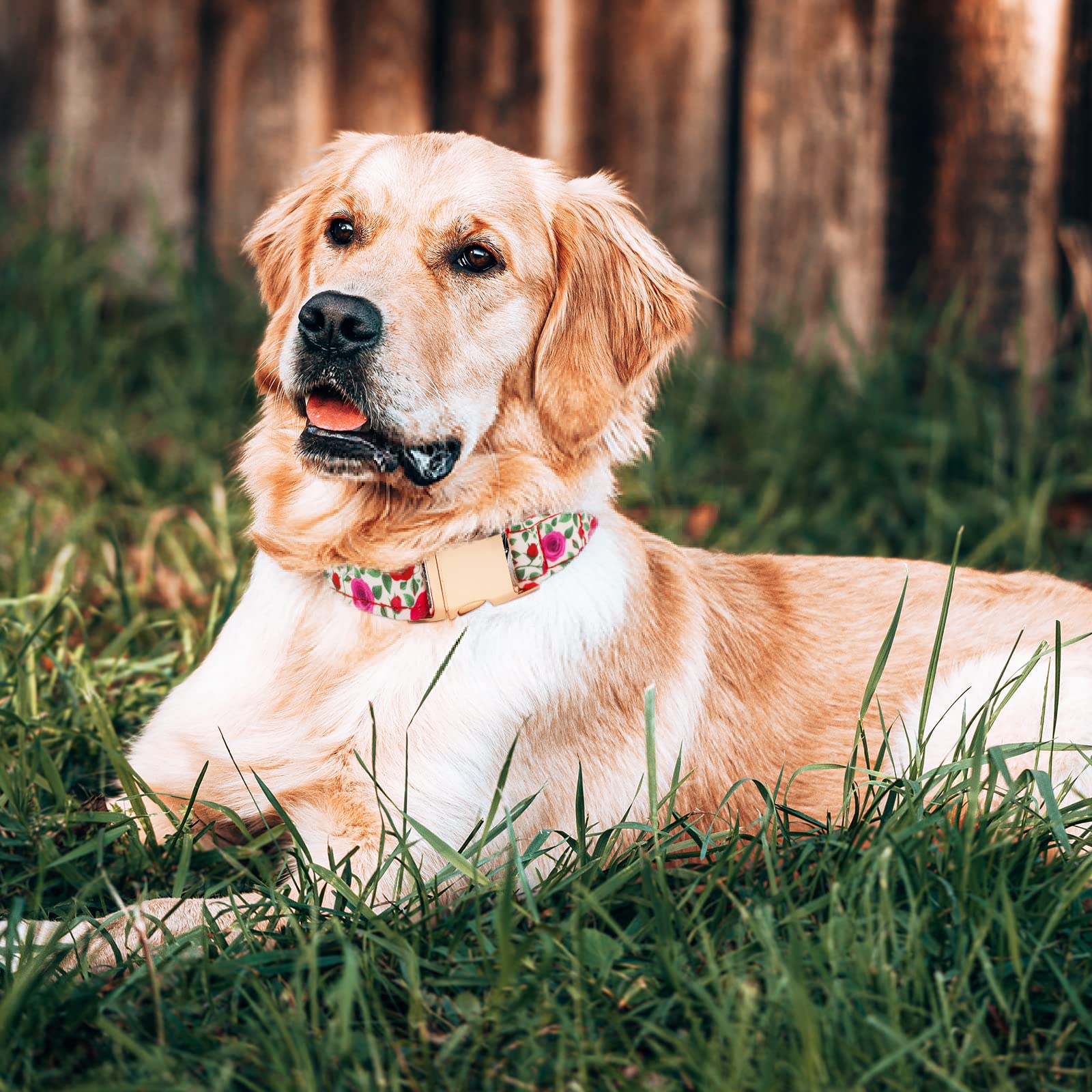 HSIGIO Dog Collar and Leash Set Girls Adjustable Puppy Collars with Floral Bow Tie for Small Medium Large Female Dogs, Red Rose,