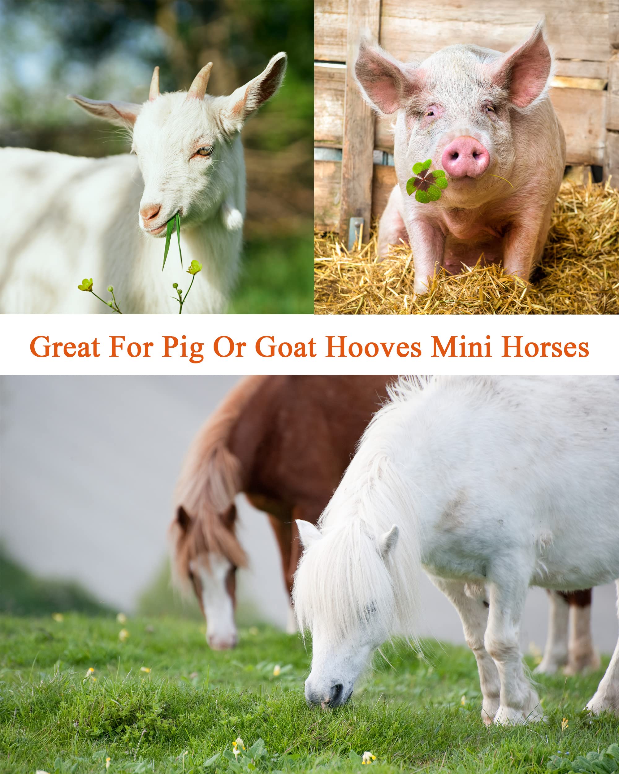 8 Inch Farrier Hoof Tool Kit(5 Piece) Mini Rasp Hoof File Goat Pig Equine Metal Shears Farriers Hoof Nipper Cutter Handle Knife