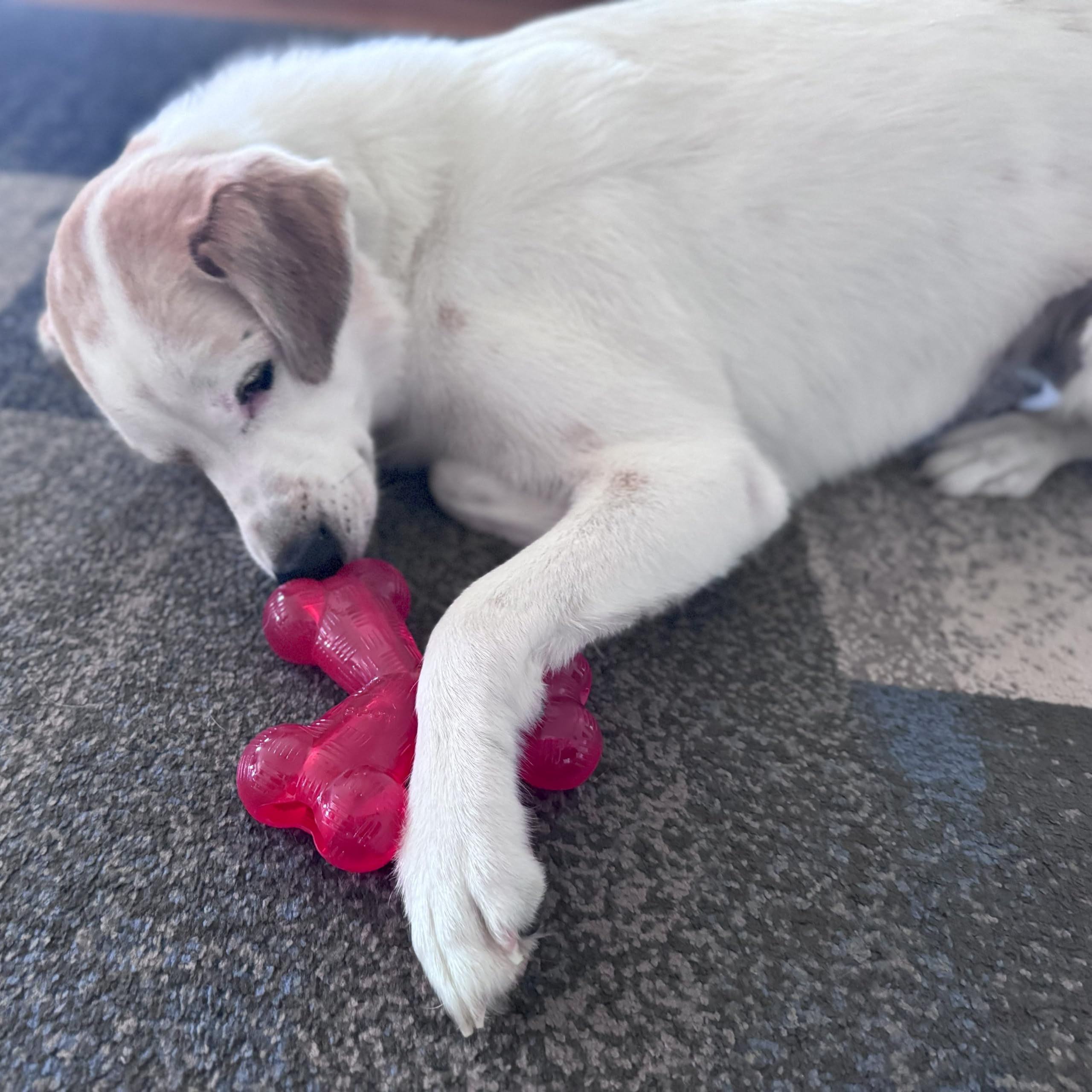 SPOT by Ethical Products - Play Strong - Trident Bone - Dog Toy for Aggressive Chewers Interactive Durable Dog Toy Red 6-Inch
