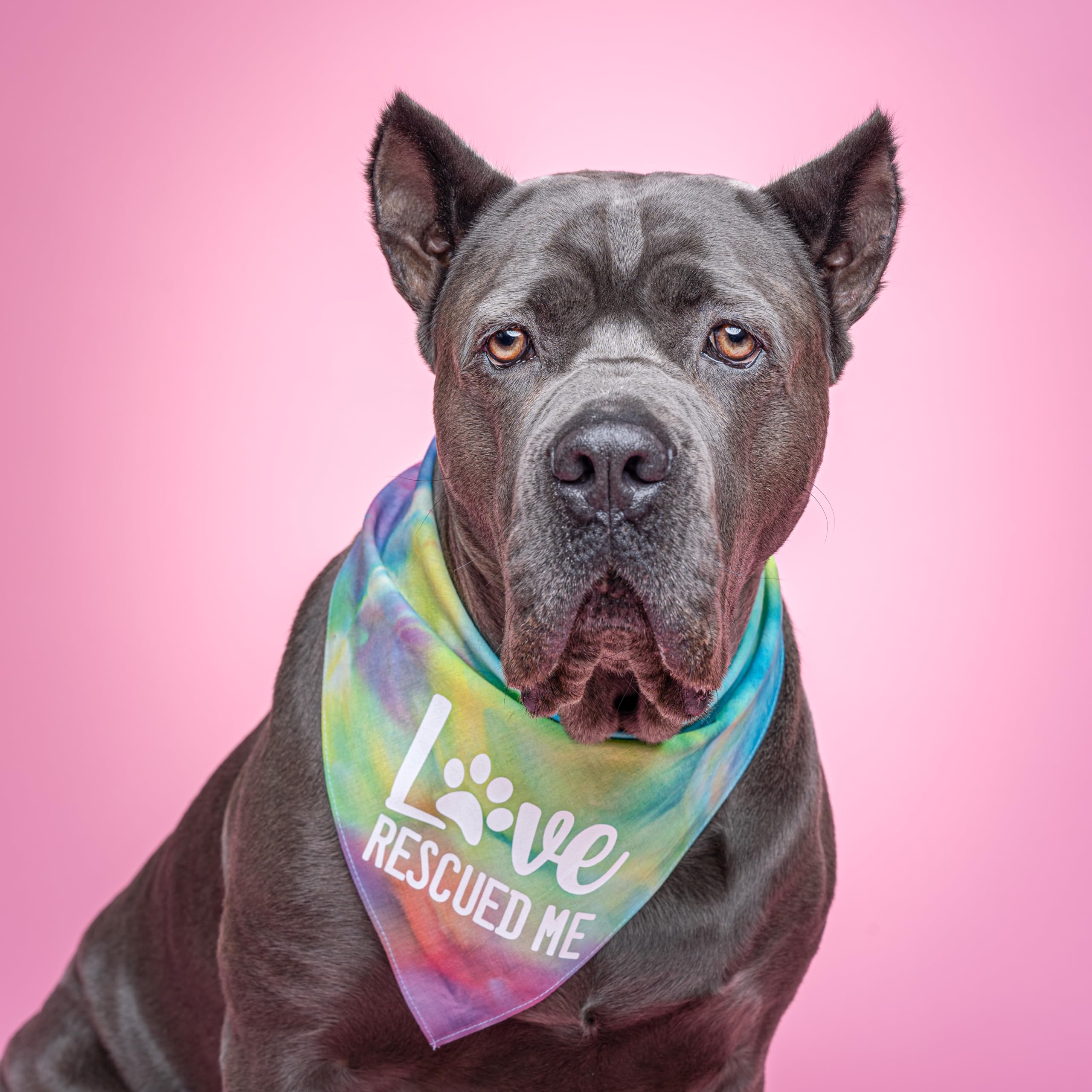 Love Rescued Me Dog Bandana | 100% Cotton Adjustable Triangle | Adoption Event Prop Photoshoot | Rescue | Puppy | New Dog |Lime