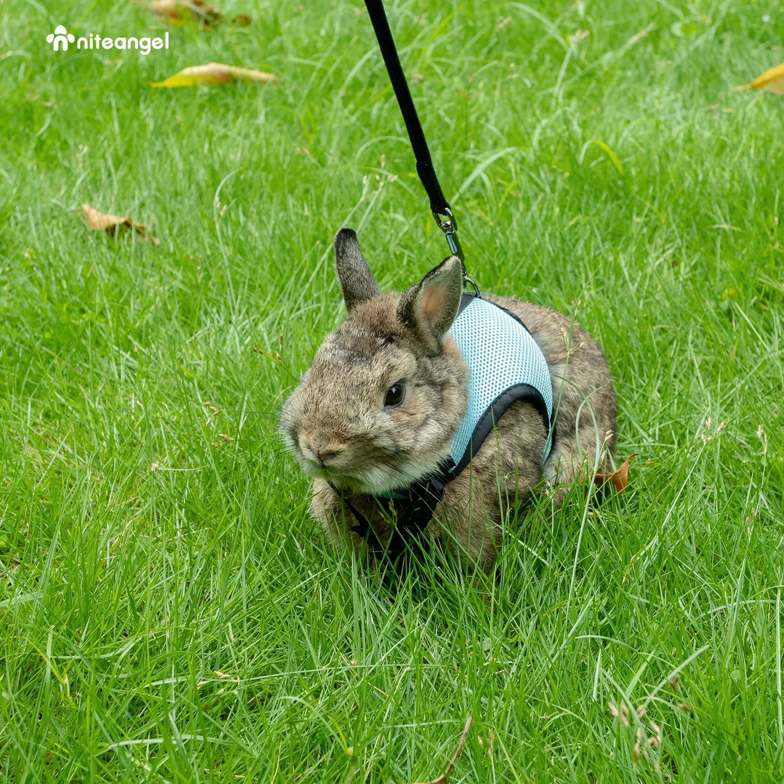 Niteangel Adjustable Soft Harness With Elastic Leash For Rabbits (M, Blue)