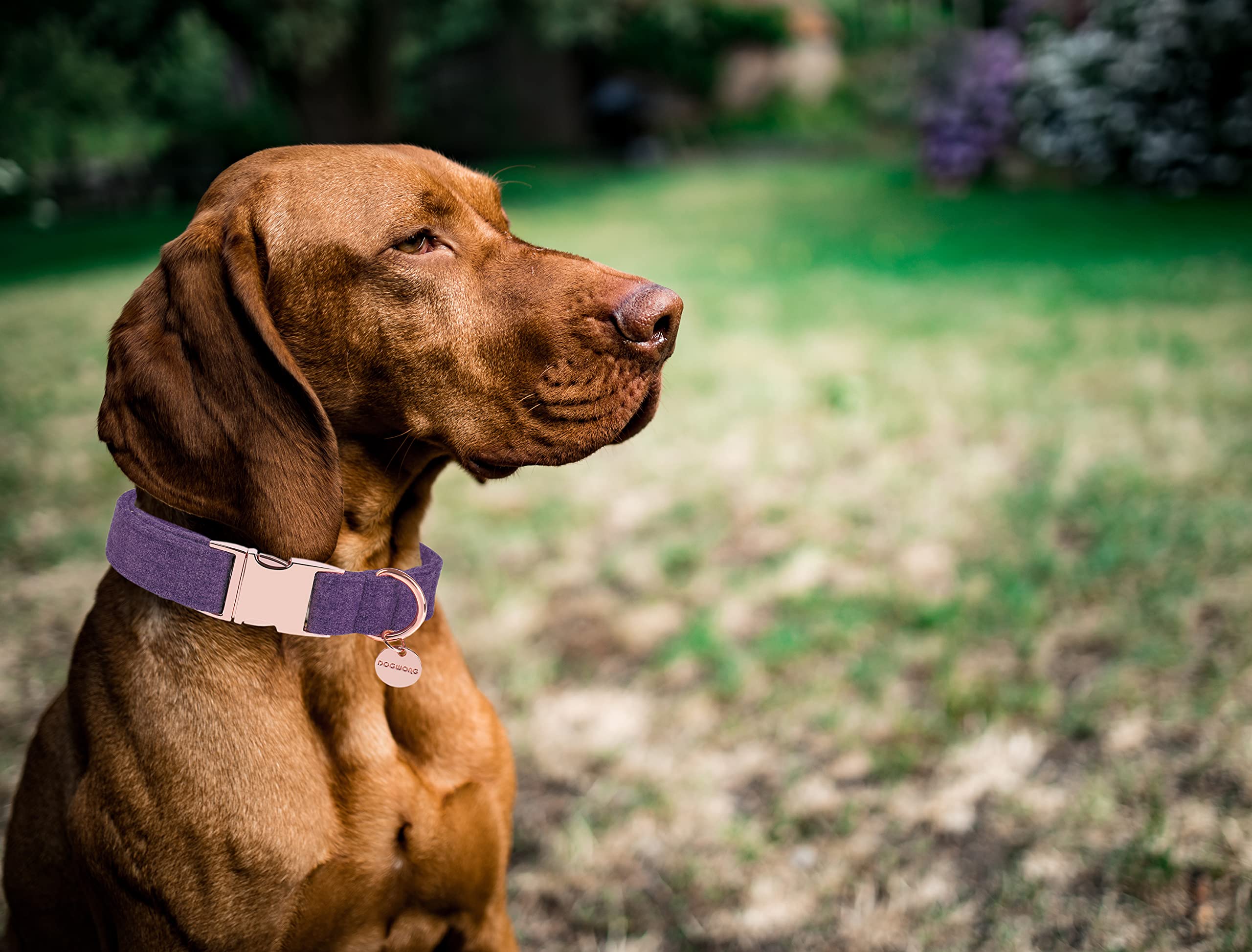 Dogwong Cotton Dog Collar And Leash Purple Pet Collar Soft Durable For Small Medium Large Boy Girl Dogs