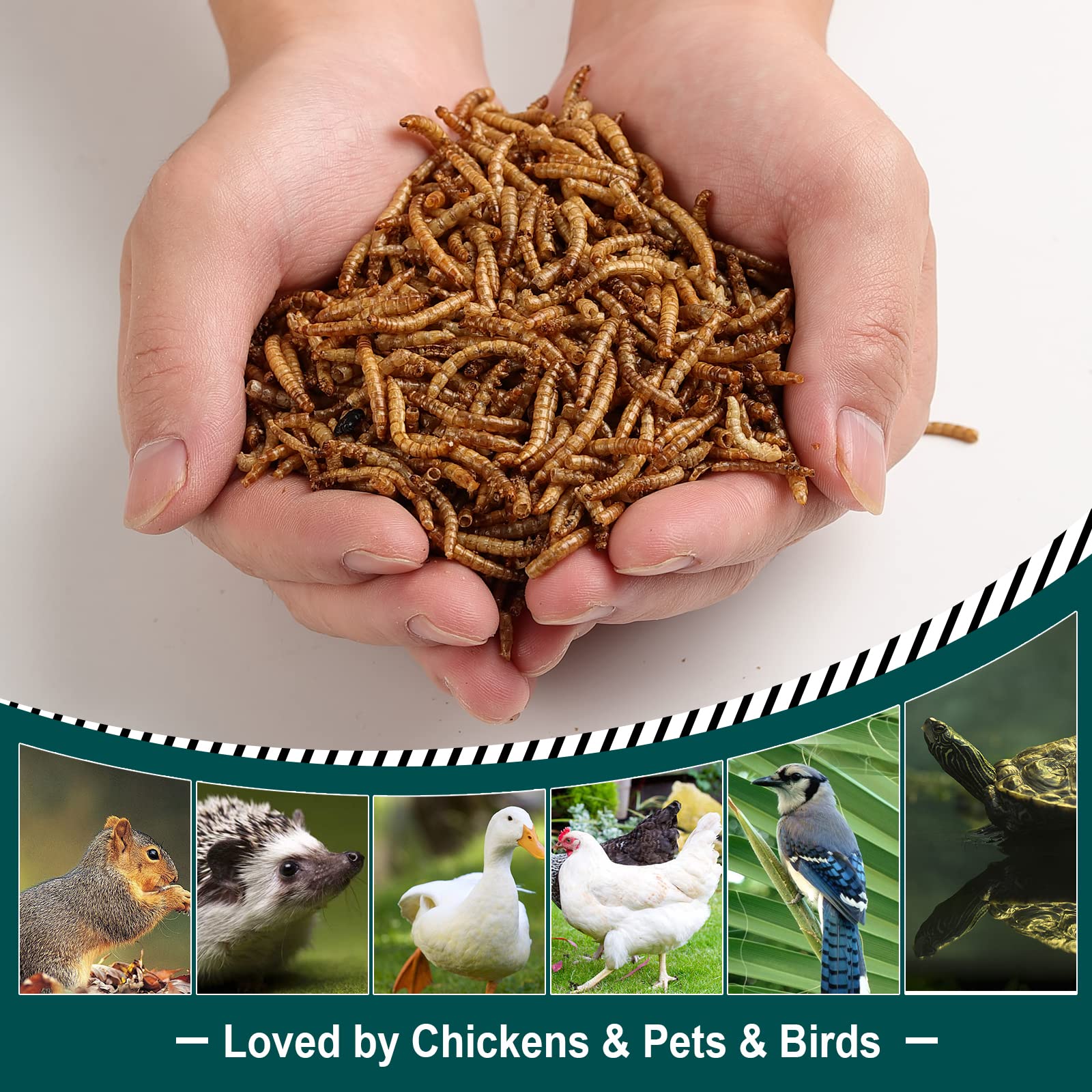 Euchirus 6LBs Non-GMO Dried Mealworms,High-Protein Larvae Treats Feed Molting Supplement for Birds Hens Ducks etc,Large Bulk Mea
