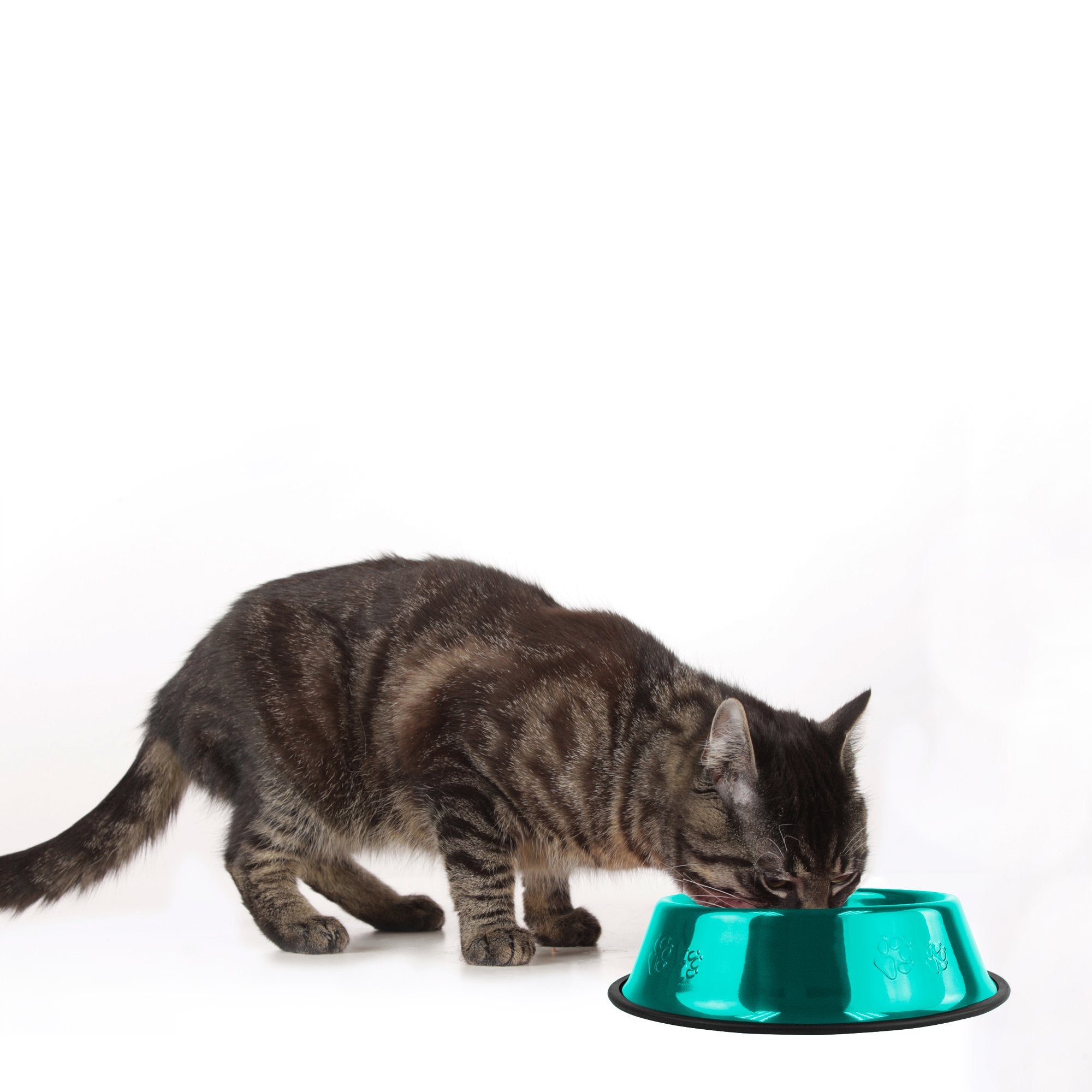 Platinum Pets Non-Tip Stainless Steel Dog Bowl, 6 Oz, Caribbean Teal