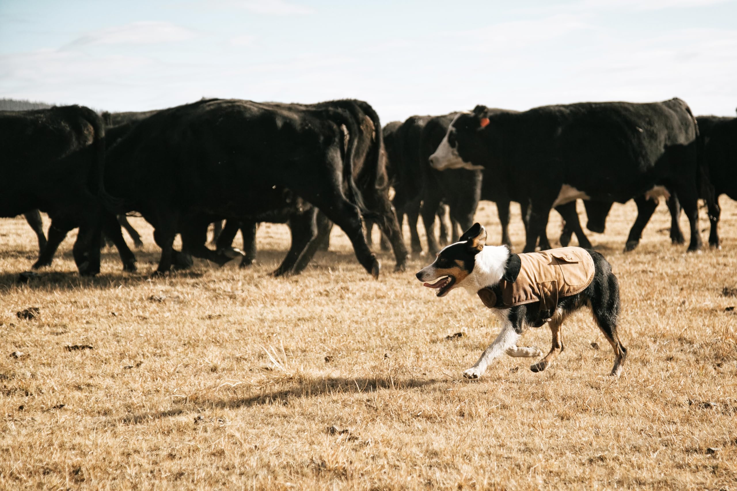 Carhartt Firm Duck Insulated Dog Chore Coat Black , Medium