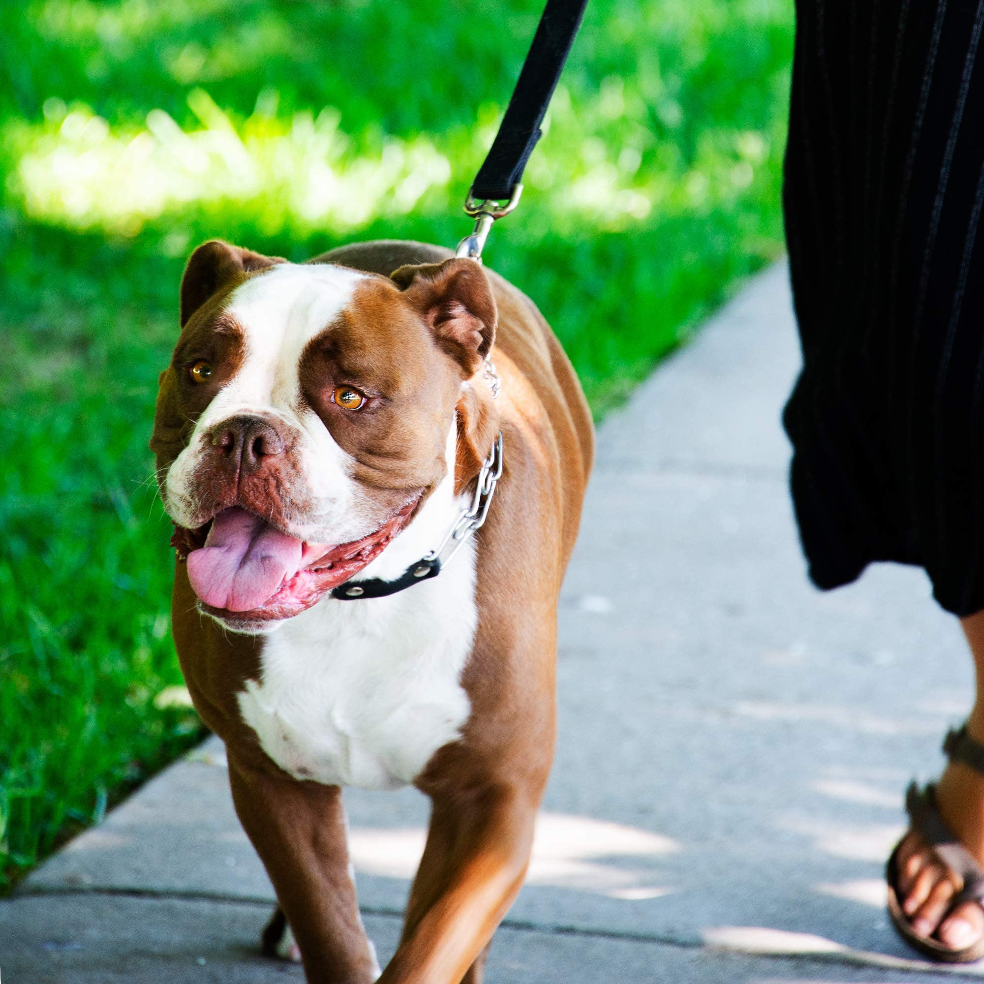 Herm Sprenger Prong Collar For Dogs Training - Quick Release Buckle & Swivel Ring For Easy Use - Made Of Durable Chrome Plated S