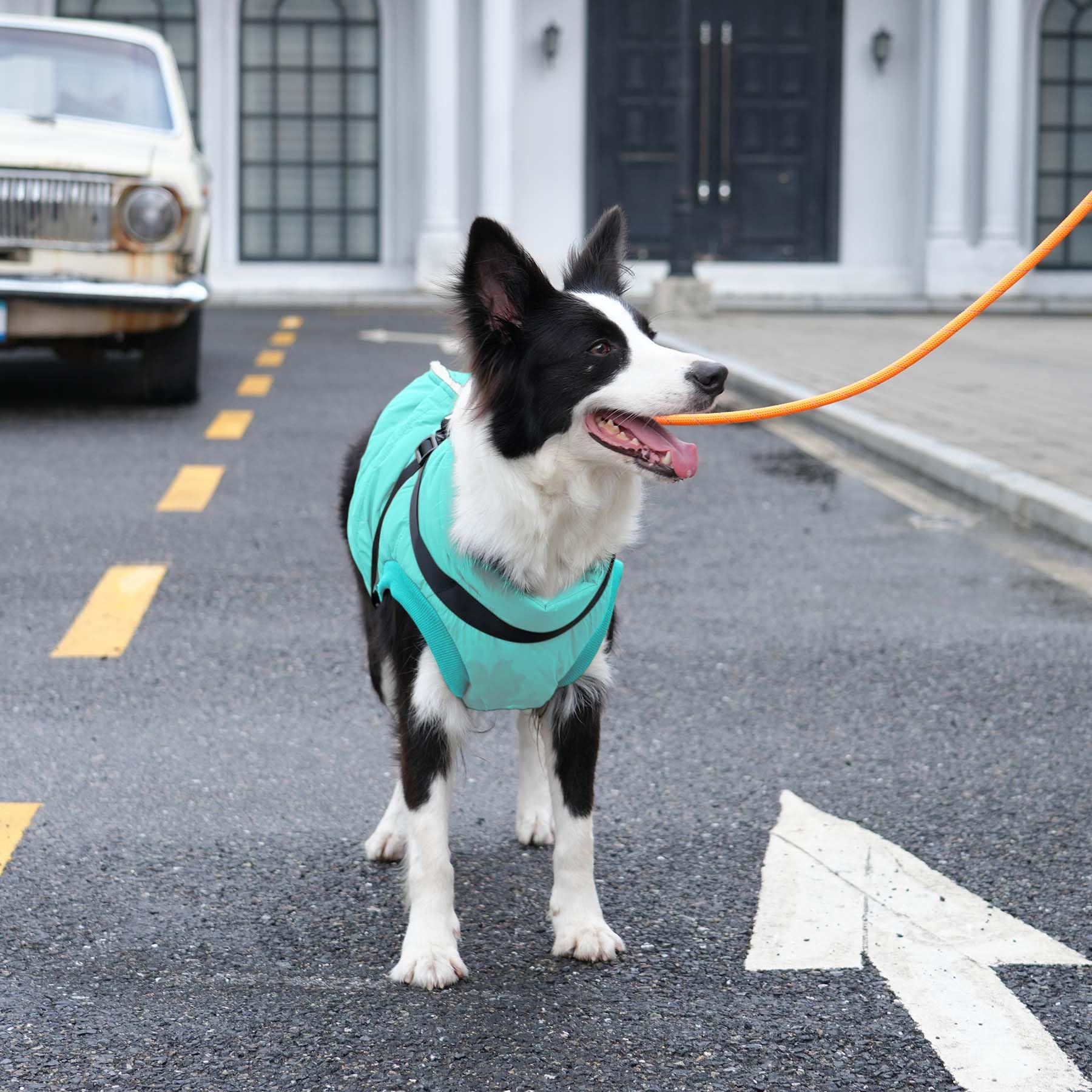 Joydaog Dog Jacket With Harness,Fleece Lined Warm Puppy Coat For Winter,Soft Windproof Large Dog Vest,Bluegreen Xxxl