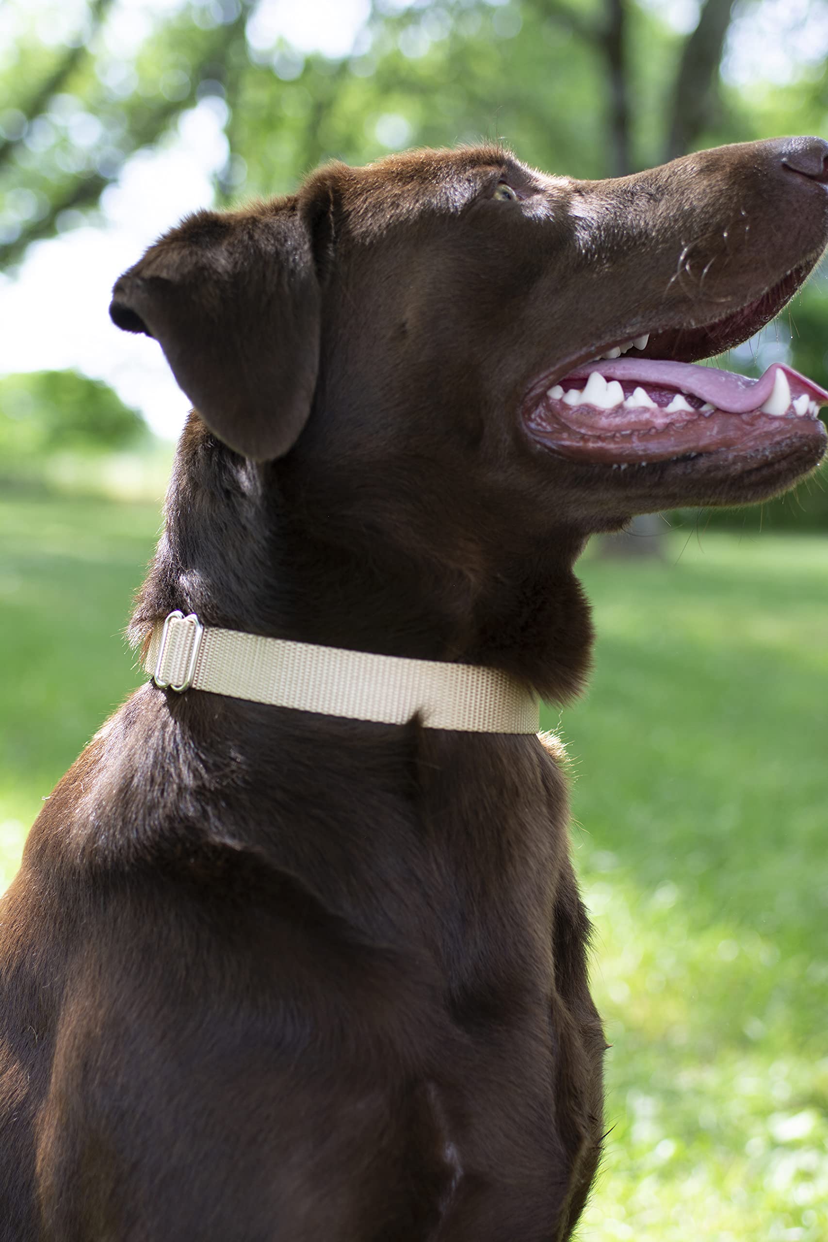 Country Brook Design - Vibrant 30+ Color Selection - Premium Nylon Dog Collar With Metal Buckle (Medium, 3/4 Inch, Copper Gold)