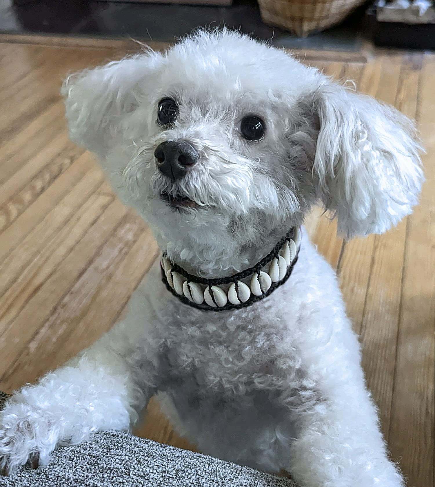 Seashell Dog Collar Pet Necklace Designer Dog Collar Luxury Dog Neckclace Fun Dog Stuff Beach Essintals For Dogs Nautical Dog De