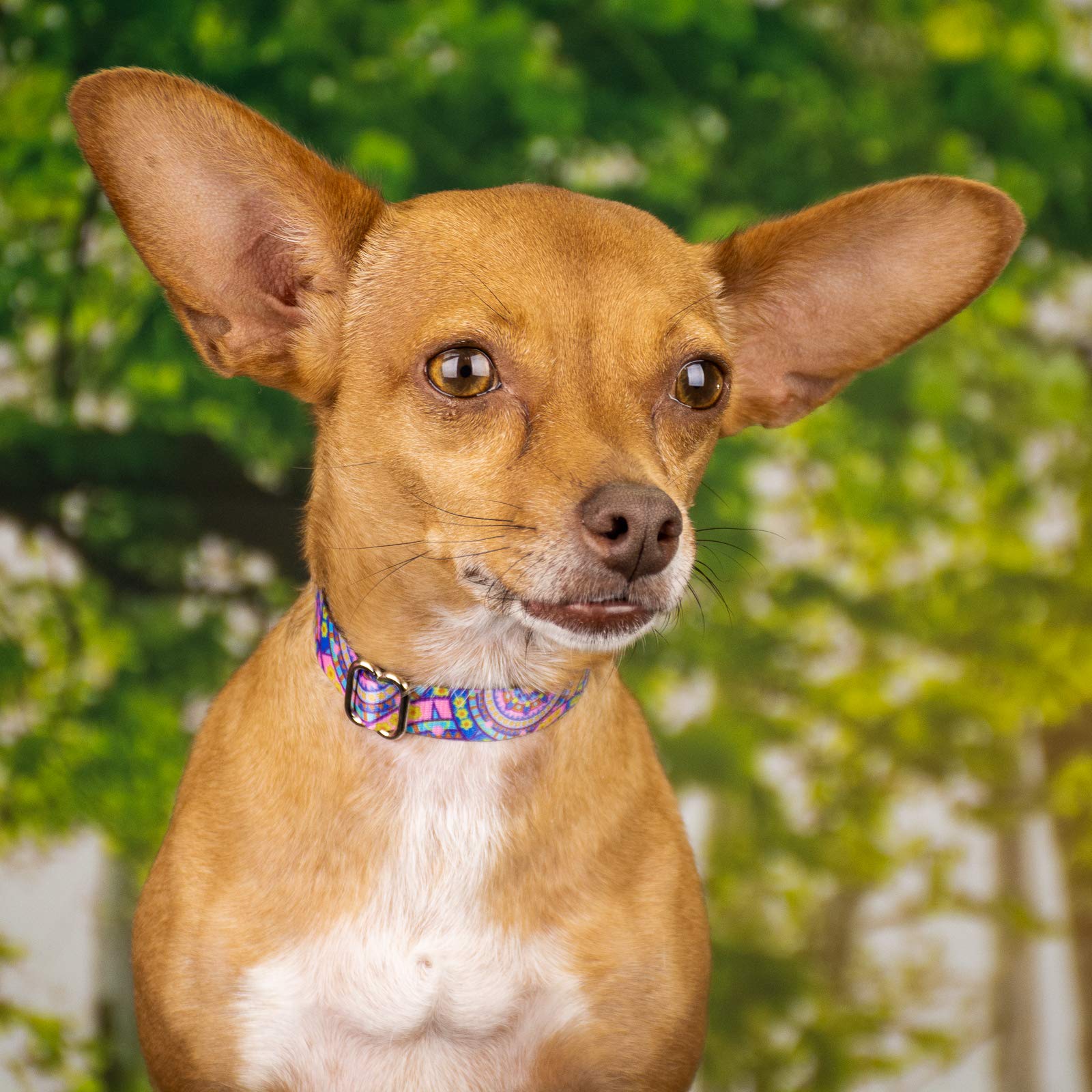 Country Brook Petz - Blue Boho Mandala Martingale Dog Collar - Groovy Collection Featuring Far Out Designs (1/2 Inch, 2XS)