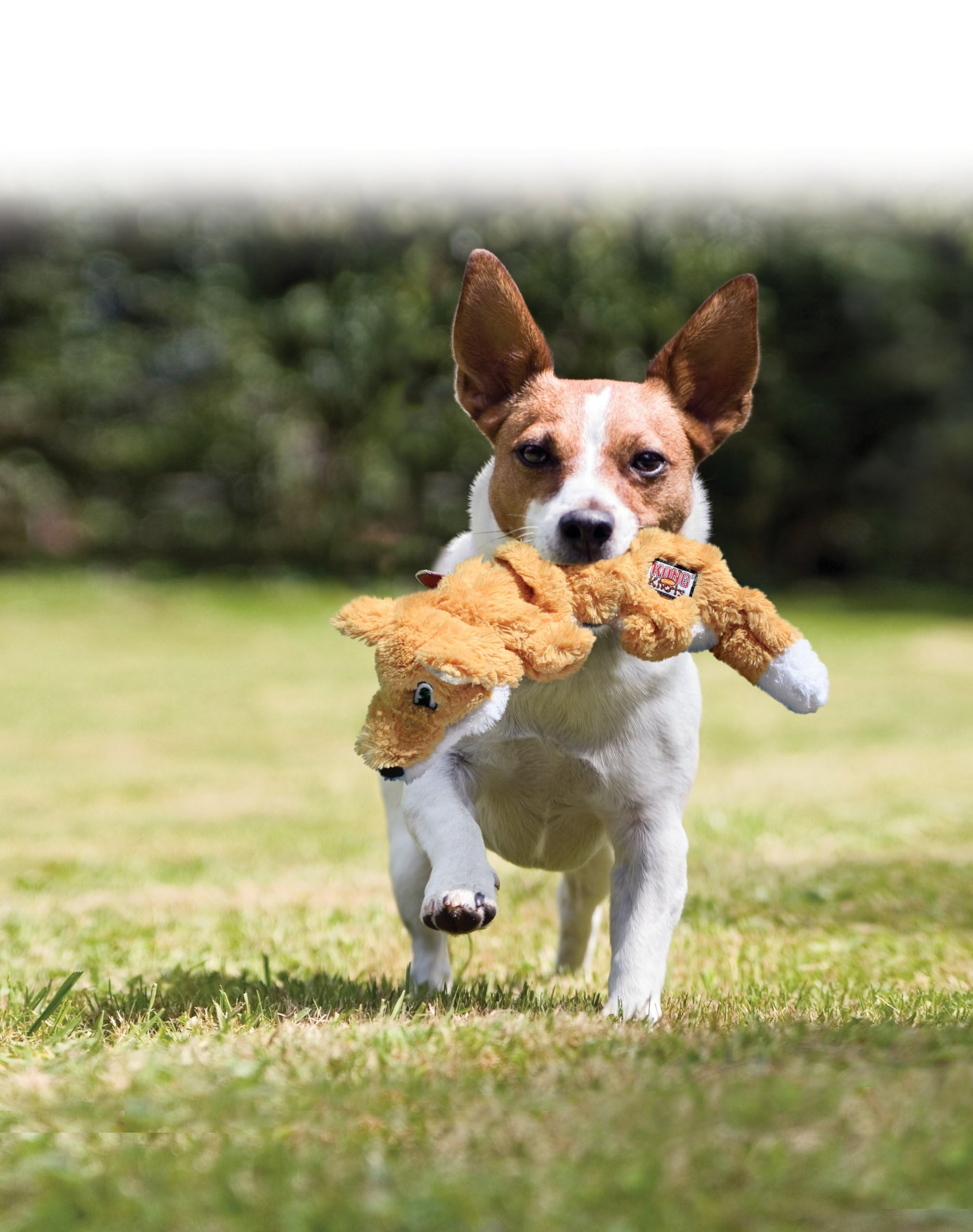Kong - Scrunch Knots Squirrel - Internal Knotted Ropes And Minimal Stuffing For Less Mess - For Small/Medium Dogs