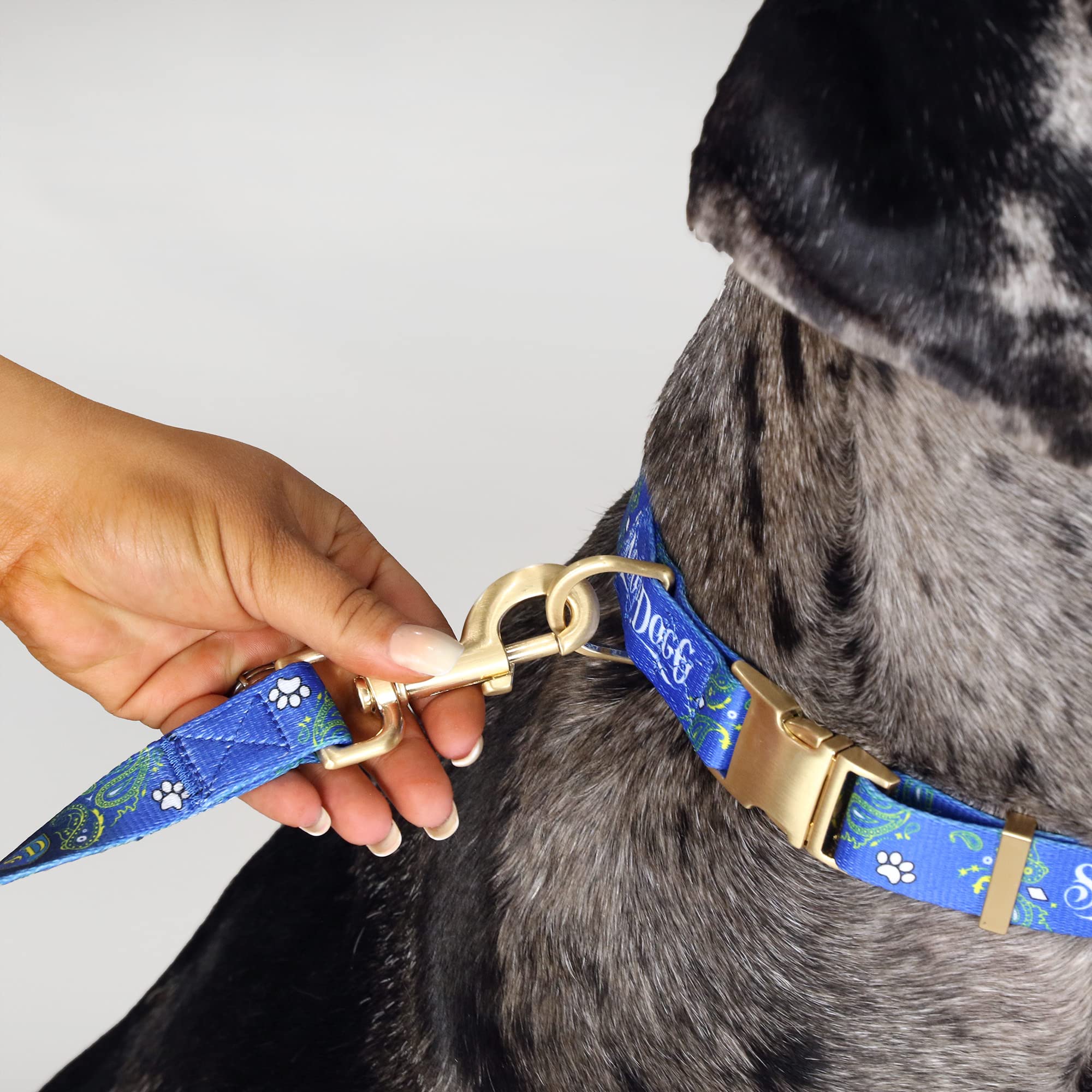 Snoop Doggie Doggs Deluxe Pet Leash, Halftime, 60 X 1 Inch