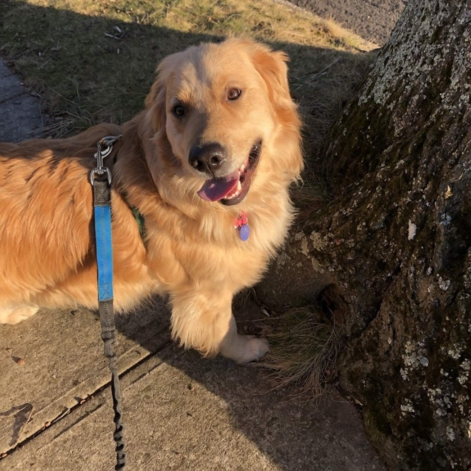 Owayoto Swivel Eye Bolt Snap Hook Dog Leash Clips Dog Leash Clasp Flag Pole Snap Clip Flag Hook Leash Hooks Heavy Duty Pet Leash Flag Pole Key Chain 3.425 Inch 5Pcs