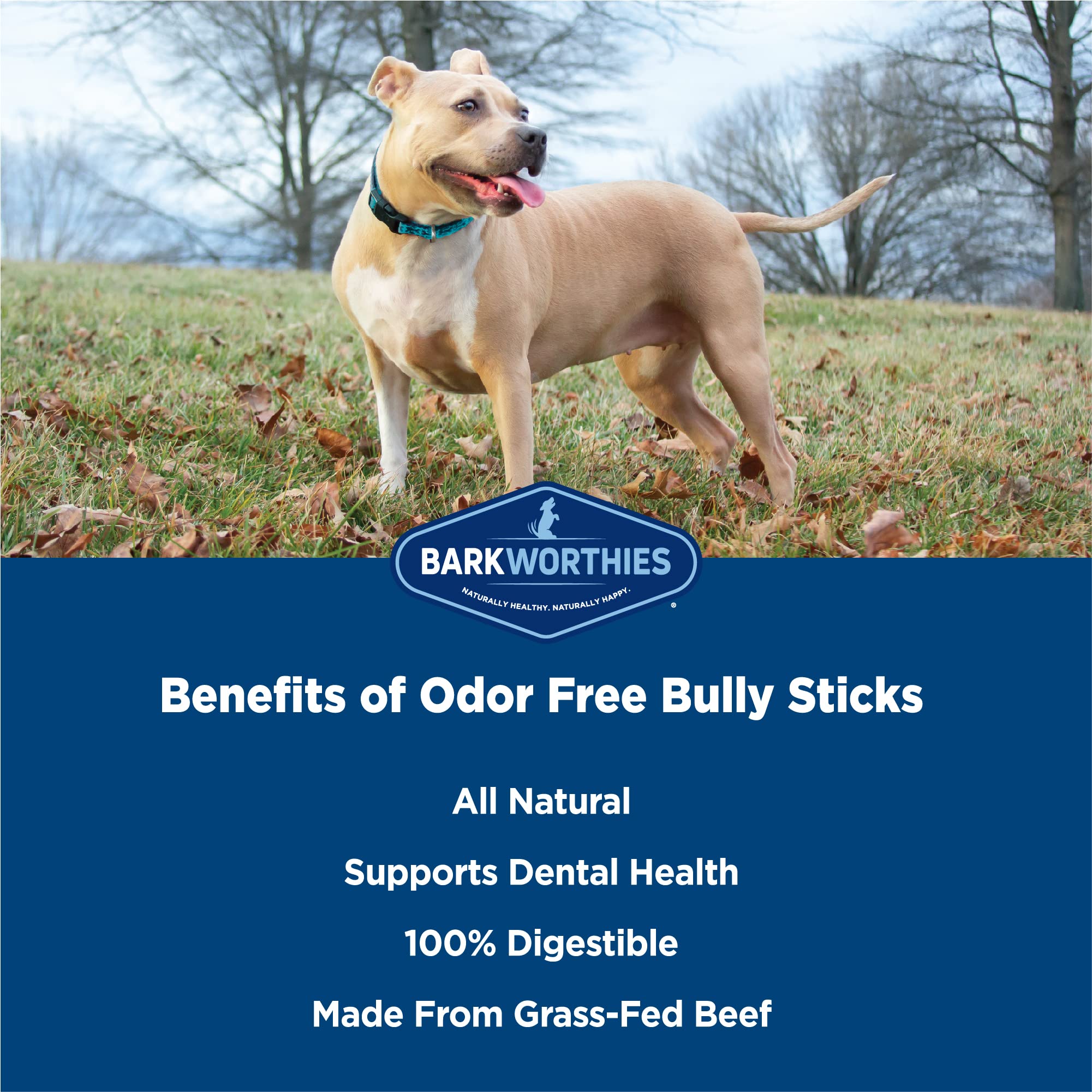 Barkworthies Odor-Free Bully Stick Treat, 6 , (Pack Of 5)