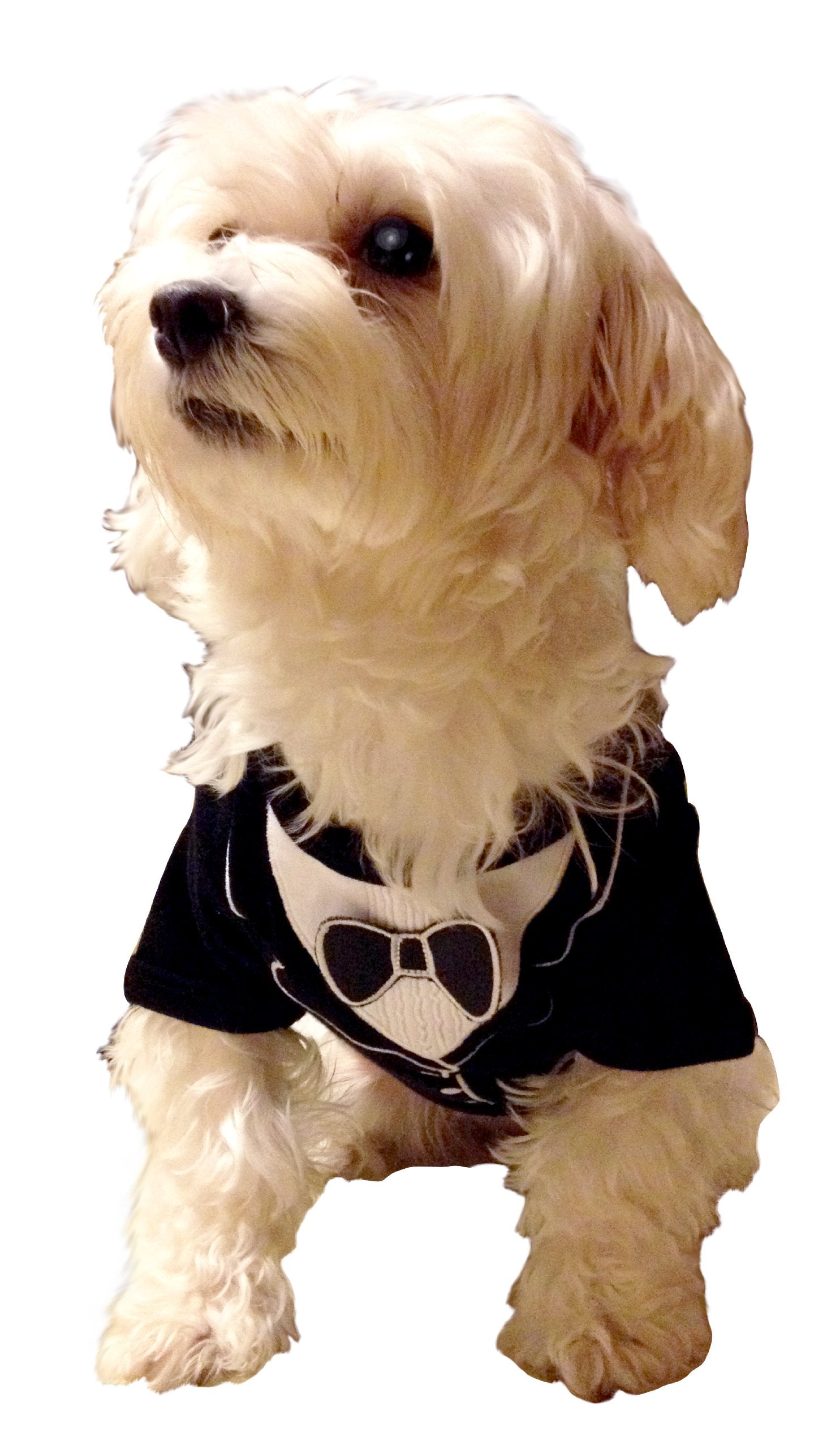 Frenchie Mini Couture Dog Tuxedo, (Medium)