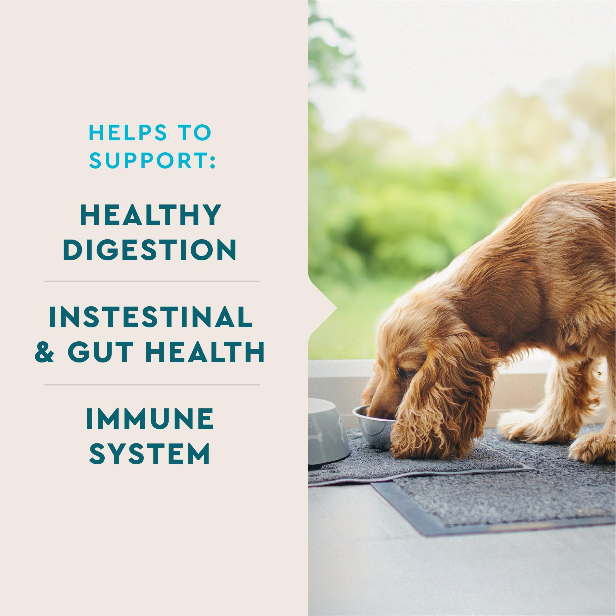 VetIQ Probiotic Supplement for Dogs, Digestive Support for Dogs, Nourishes Gut Bacteria and Supports Bowel Function, Hickory Smo