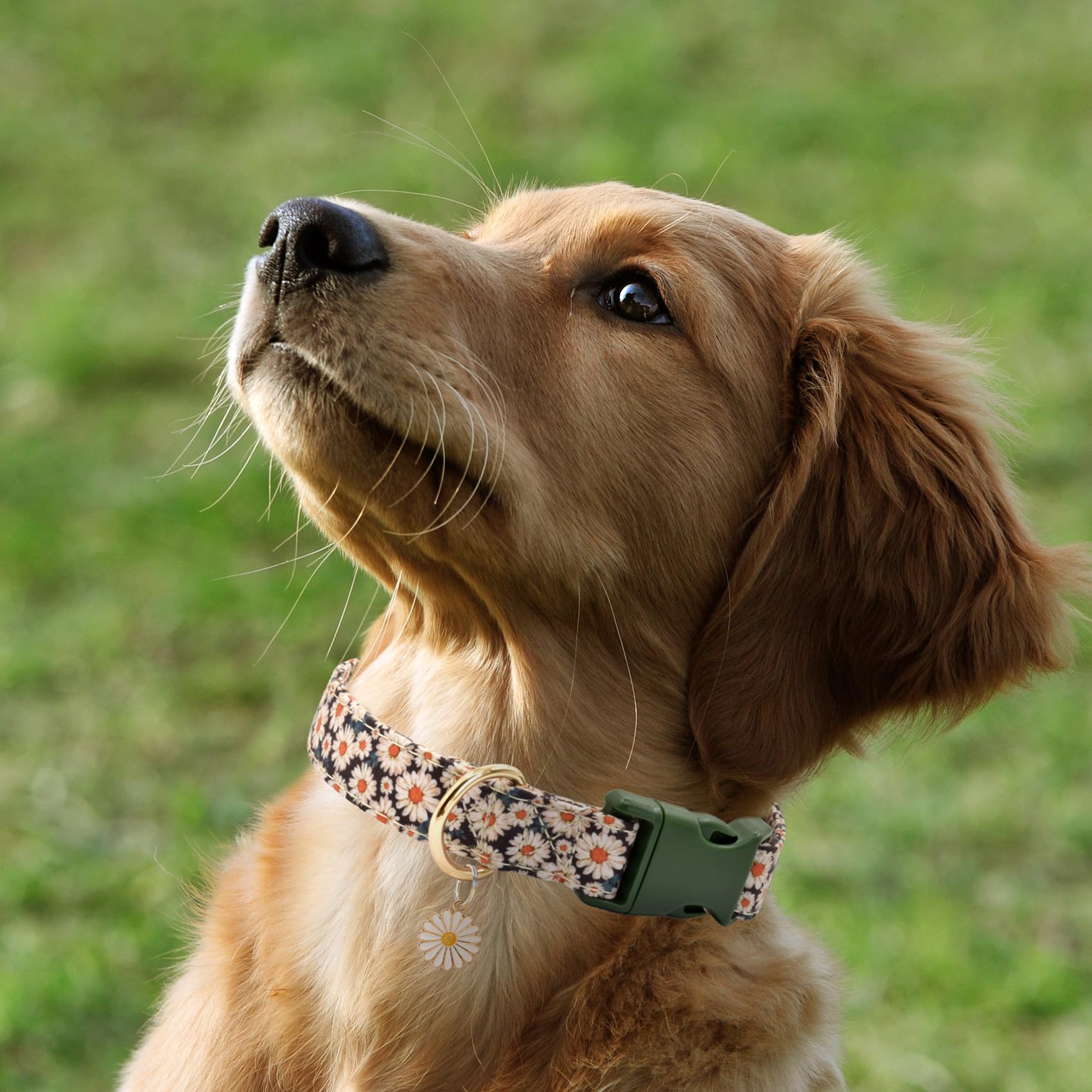 Flower Patterns Dog Collar With Accessories, Soft Cotton Dog Collars For Small Medium Large Female And Male Dog(Daisy M)
