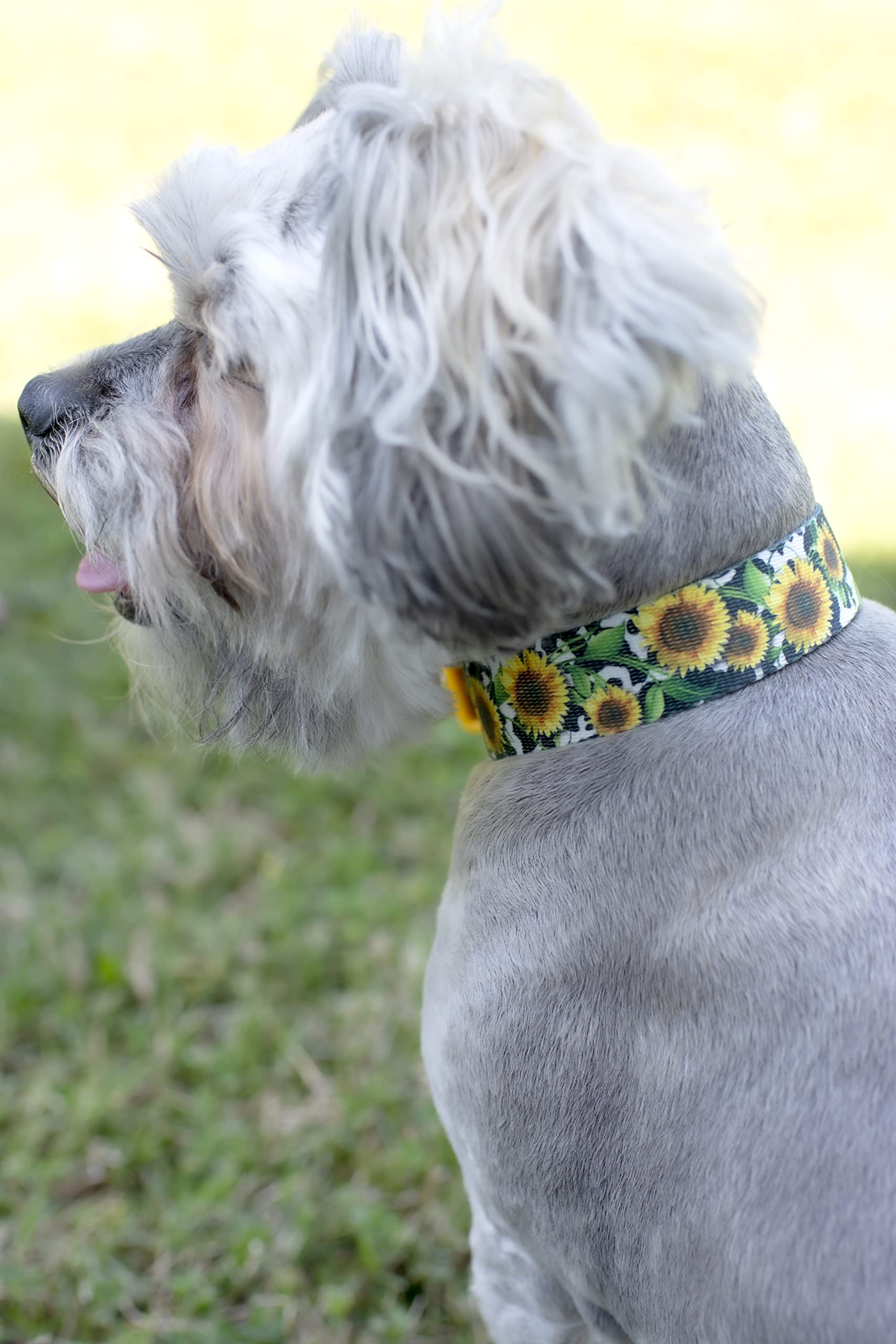 Country Brook Petz - Dairy Fields Martingale Dog Collar - Country And Western Collection Featuring Rustic Designs (1/2 Inch, 2Xs