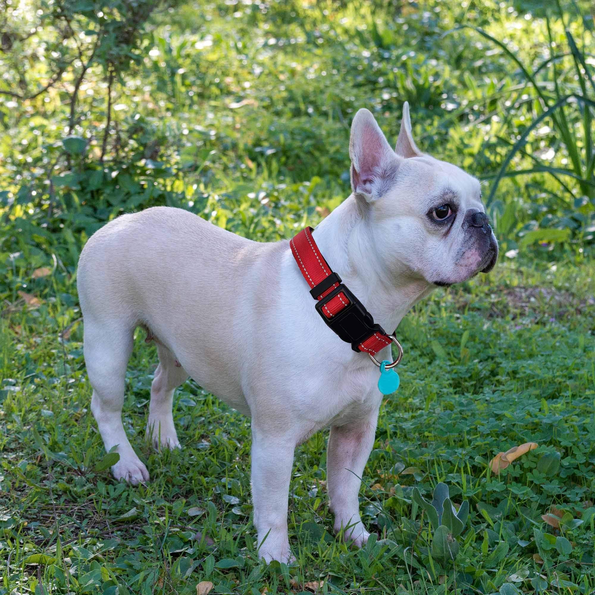 Ladoogo Reflective Dog Collar Padded With Soft Neoprene Breathable Adjustable Nylon Dog Collars For Small Medium Large Dogs (Lar